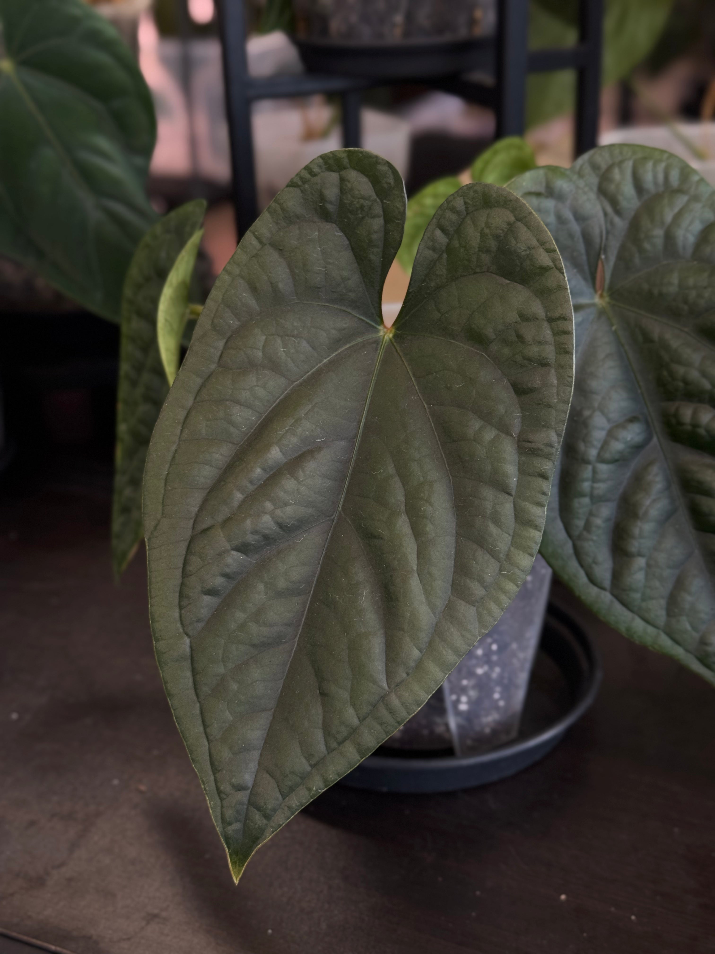 Anthurium Luxurians x Dressleri