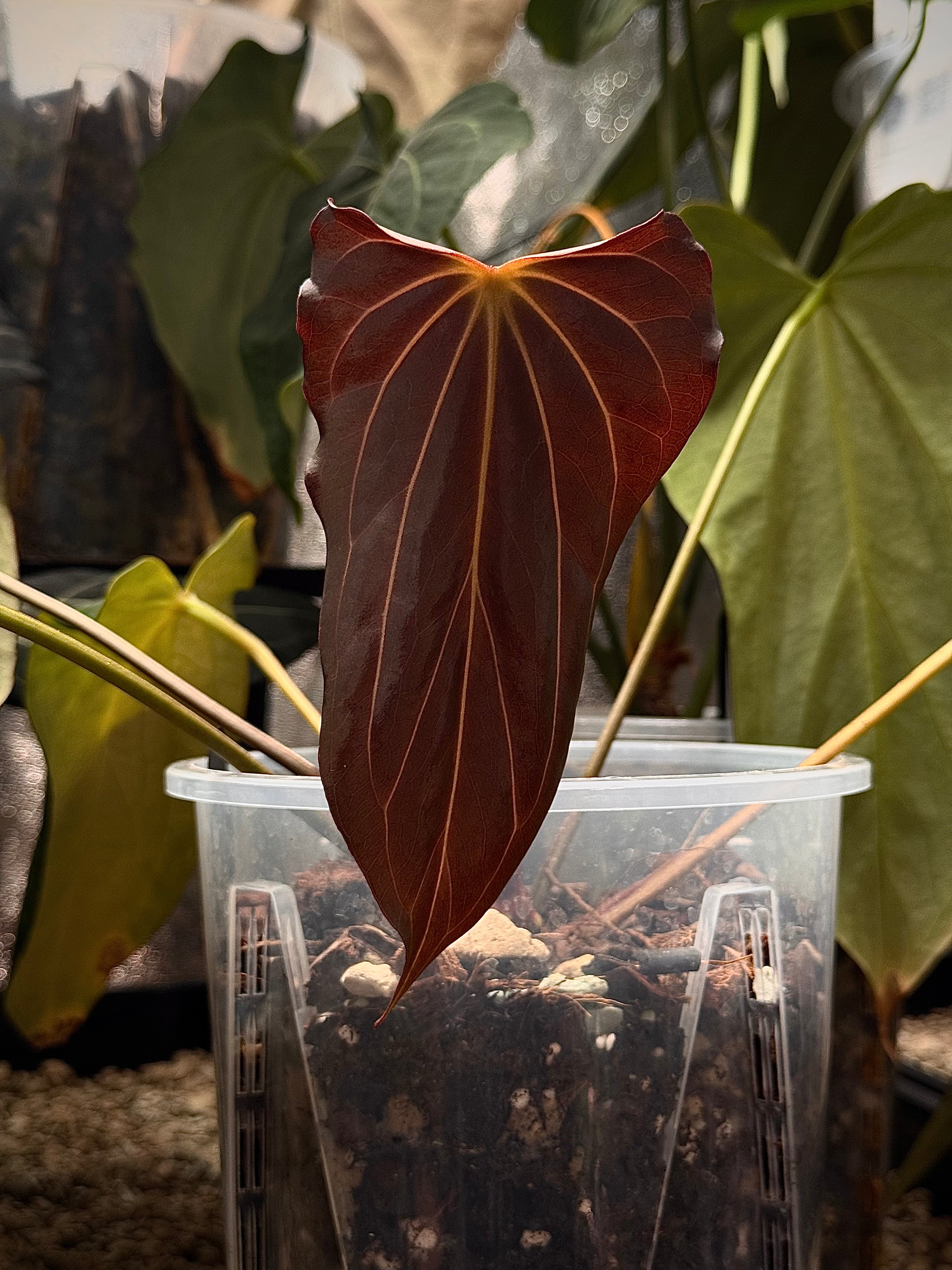 NFS: Anthurium Black Widow '13' x '43' #1 | SMUKHI