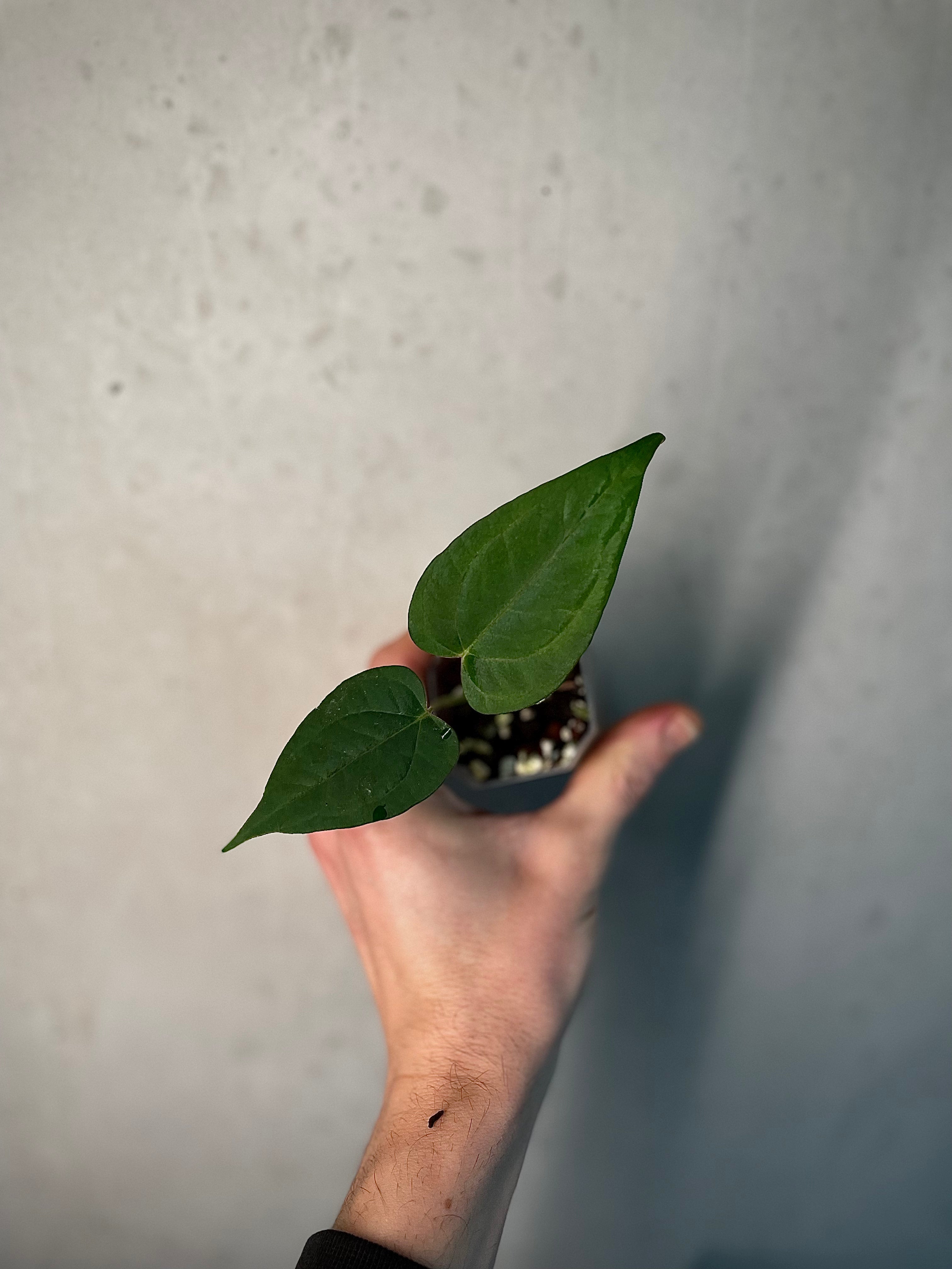 Anthurium (Blue Papillilaminum x Forgetii) x (Papillilaminum XOne x XOne) - SMUKHI
