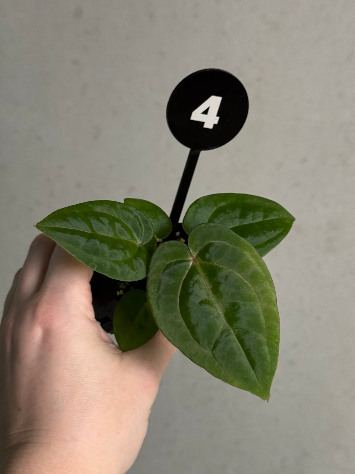 Anthurium Michelle x Red Vein Dark Phoenix plant with glossy, deep red-veined leaves, displayed in a pot on a neutral background.