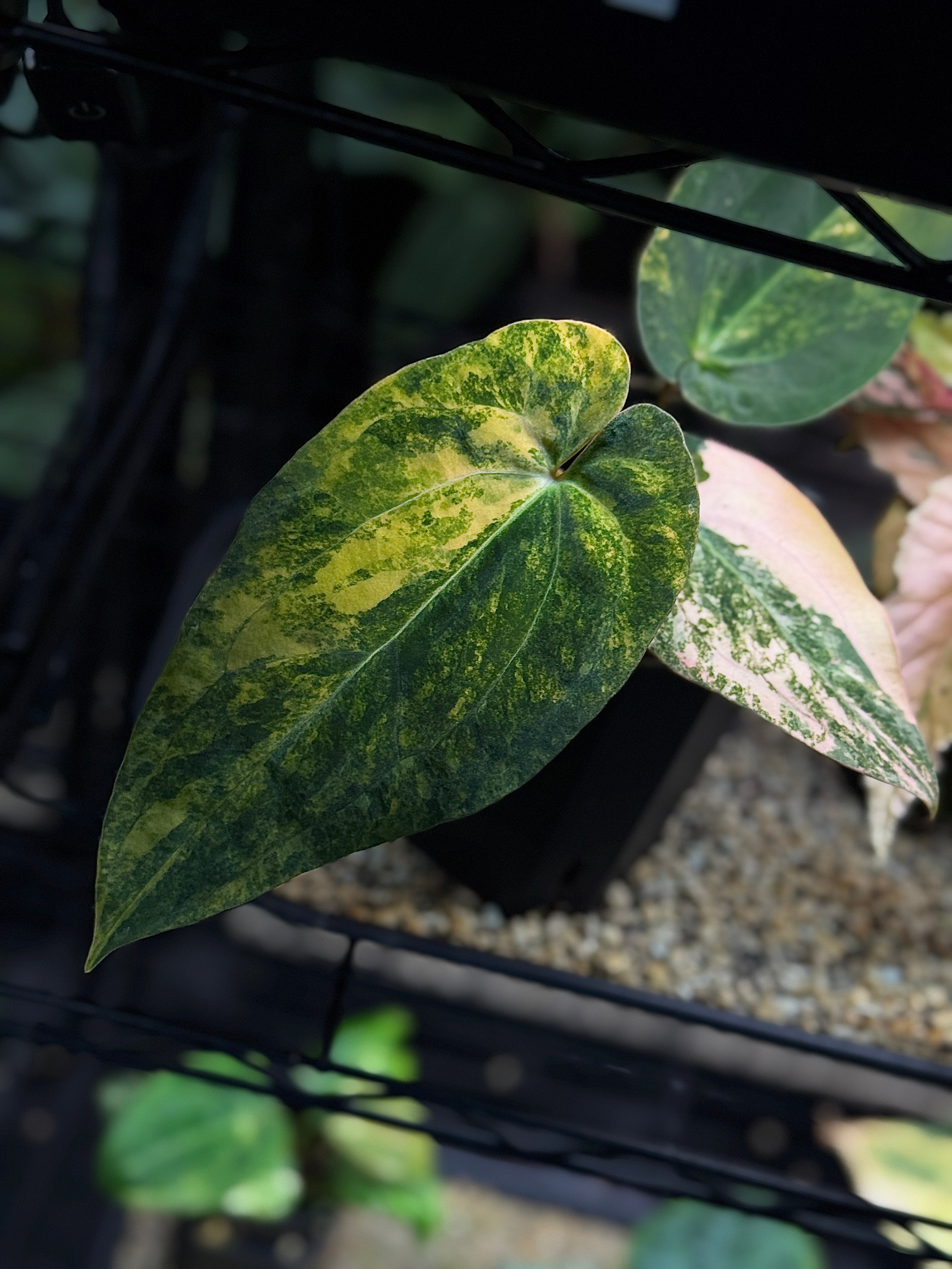 NFS: Anthurium Papillilaminum Variegata x BVEP (Tezula)