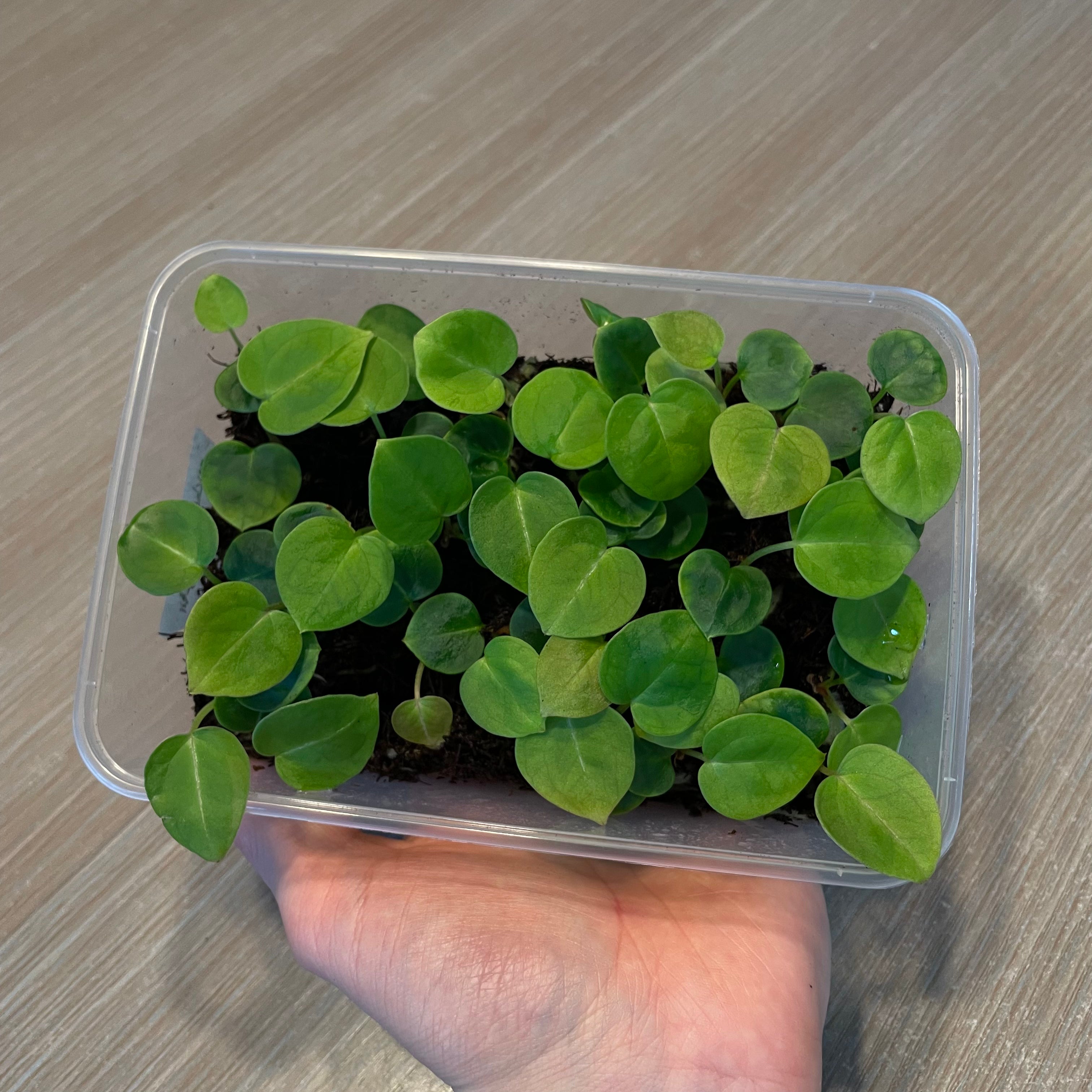 Anthurium Michelle x Forgetii (sets) - SMUKHI