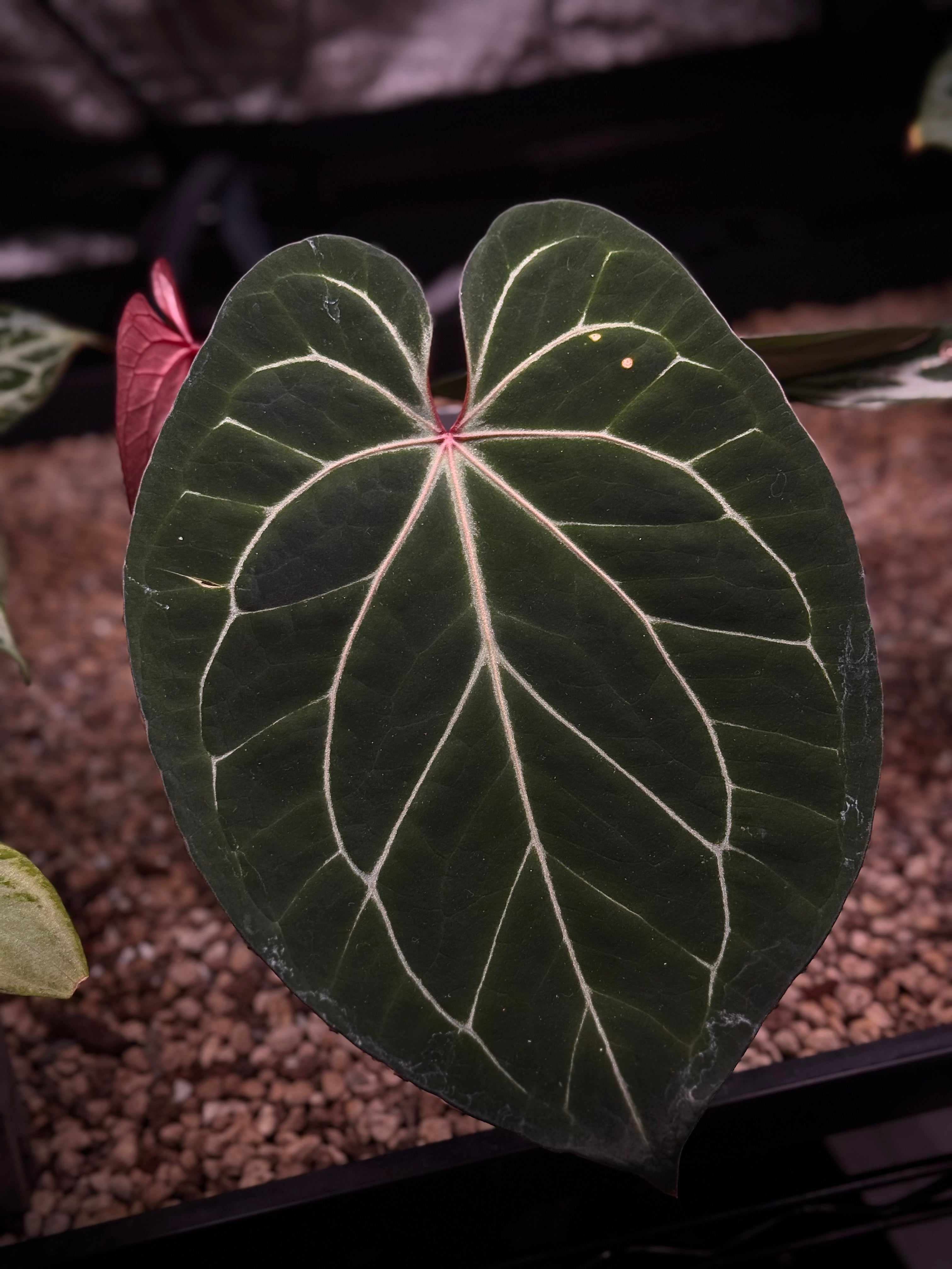 NFS: Anthurium HU x Michelle