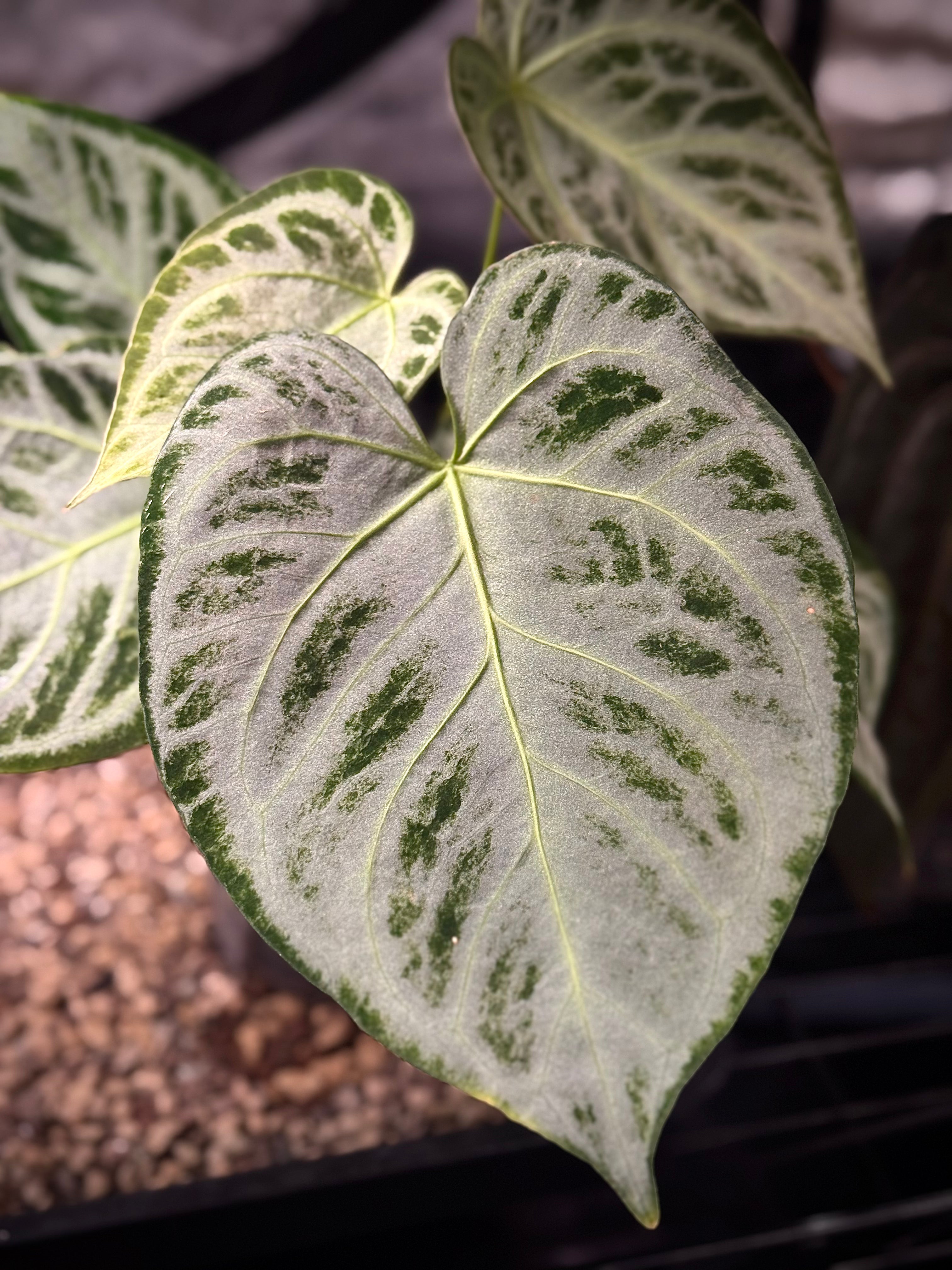 NFS: Anthurium 'Silver Blush' (Super Silver)