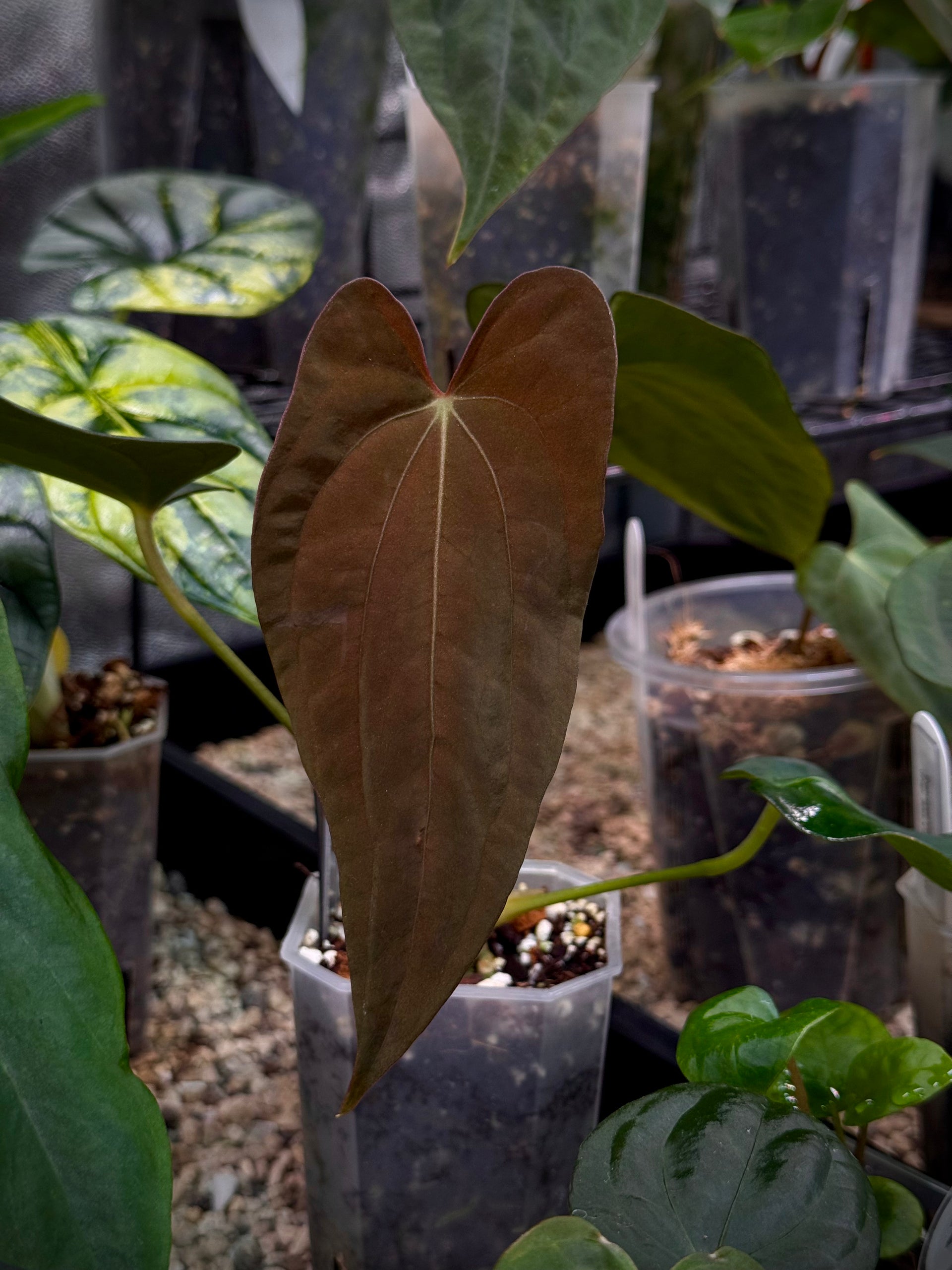 P*a様 Anthurium Rangda The Anthurium Rangda features a unique bullated texture