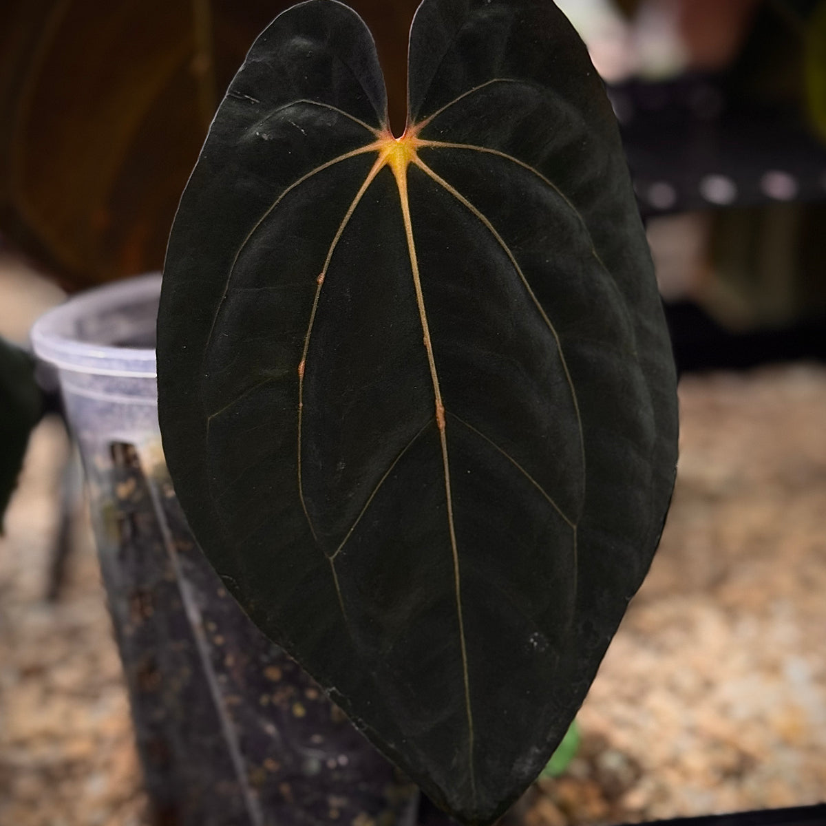 NFS: Anthurium Carlablackiae x BVEP 'Oliver' - Rare Finds for