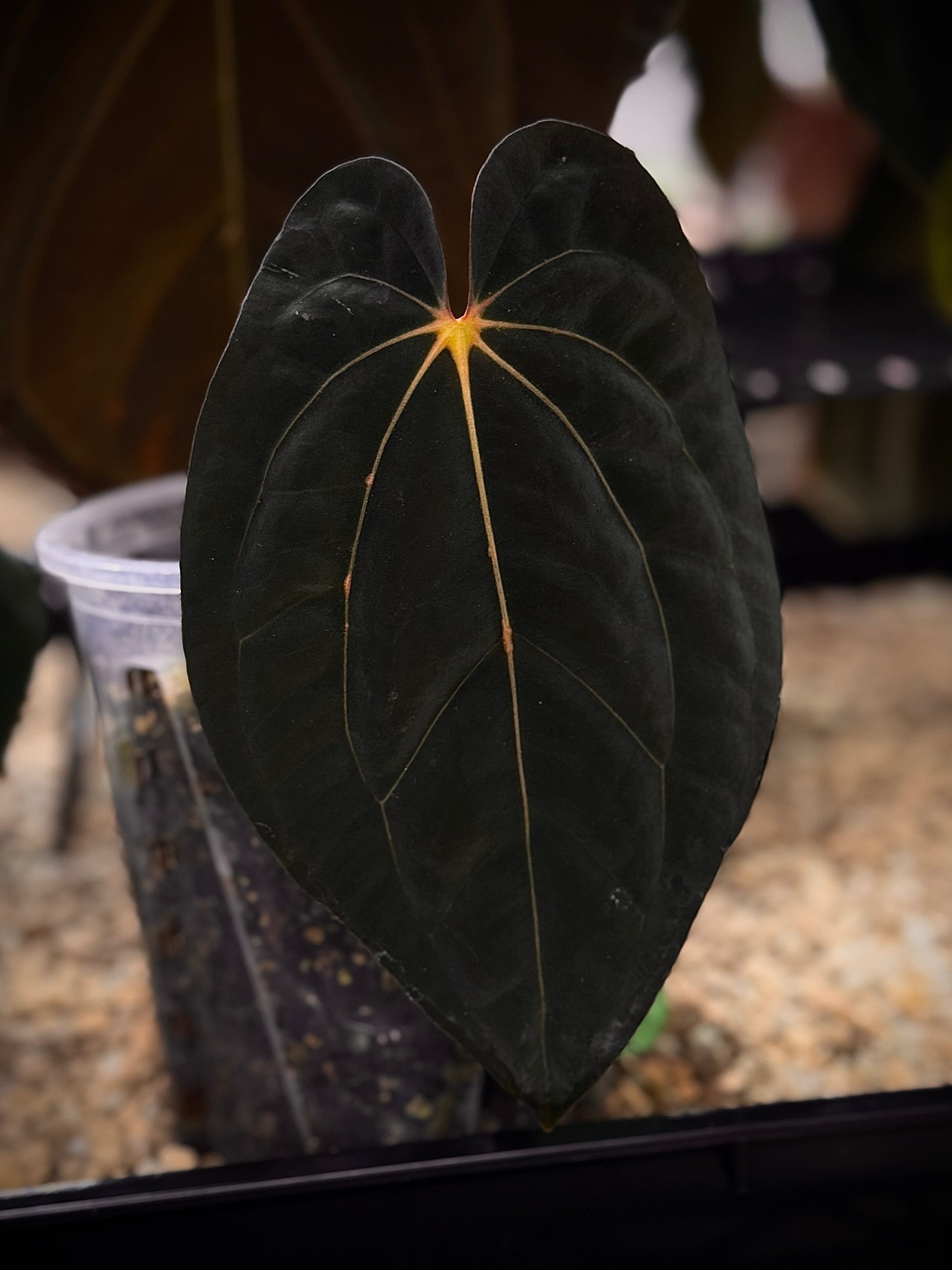 NFS: Anthurium Carlablackiae x BVEP 'Oliver' - Rare Finds for