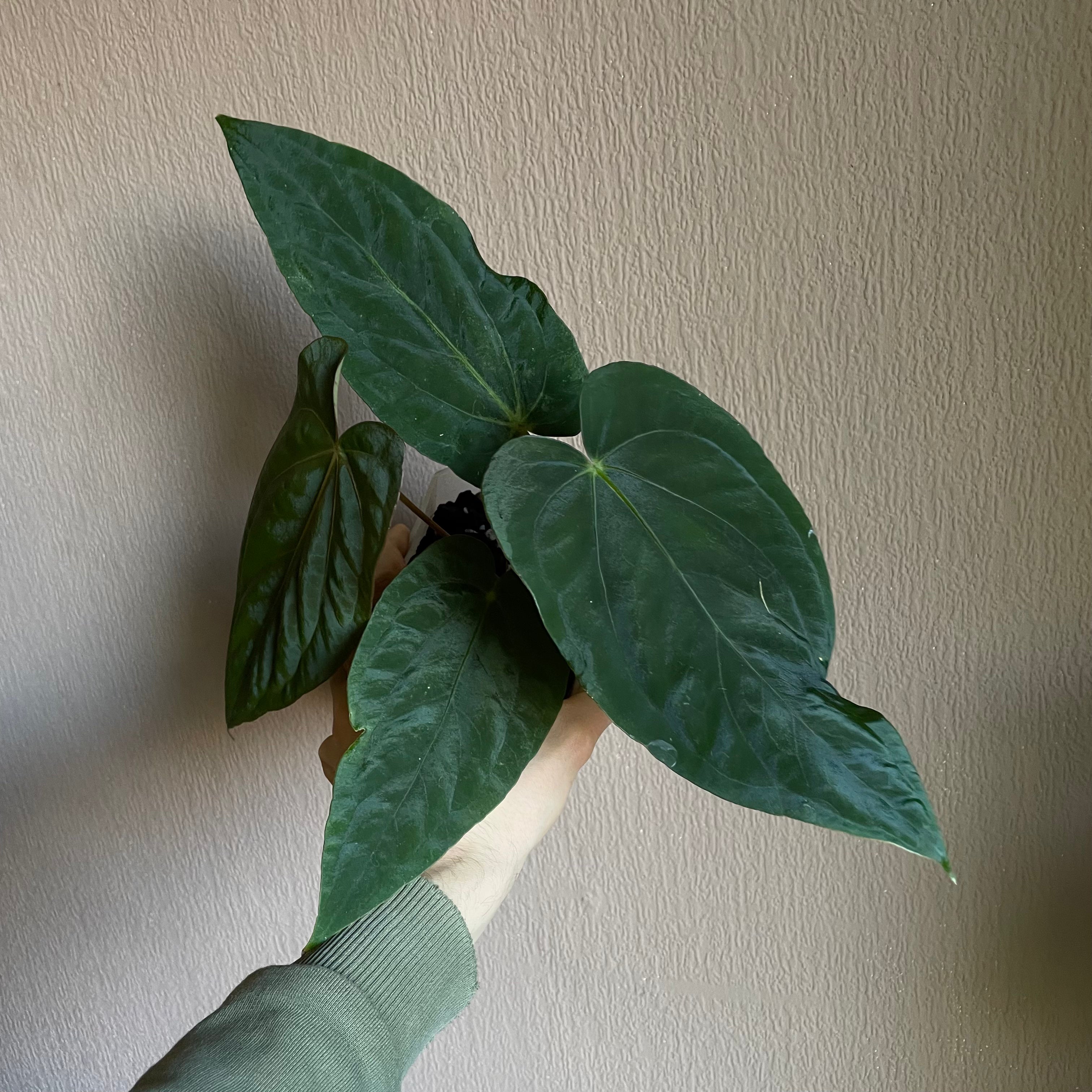 Anthurium - Various plants - SMUKHI