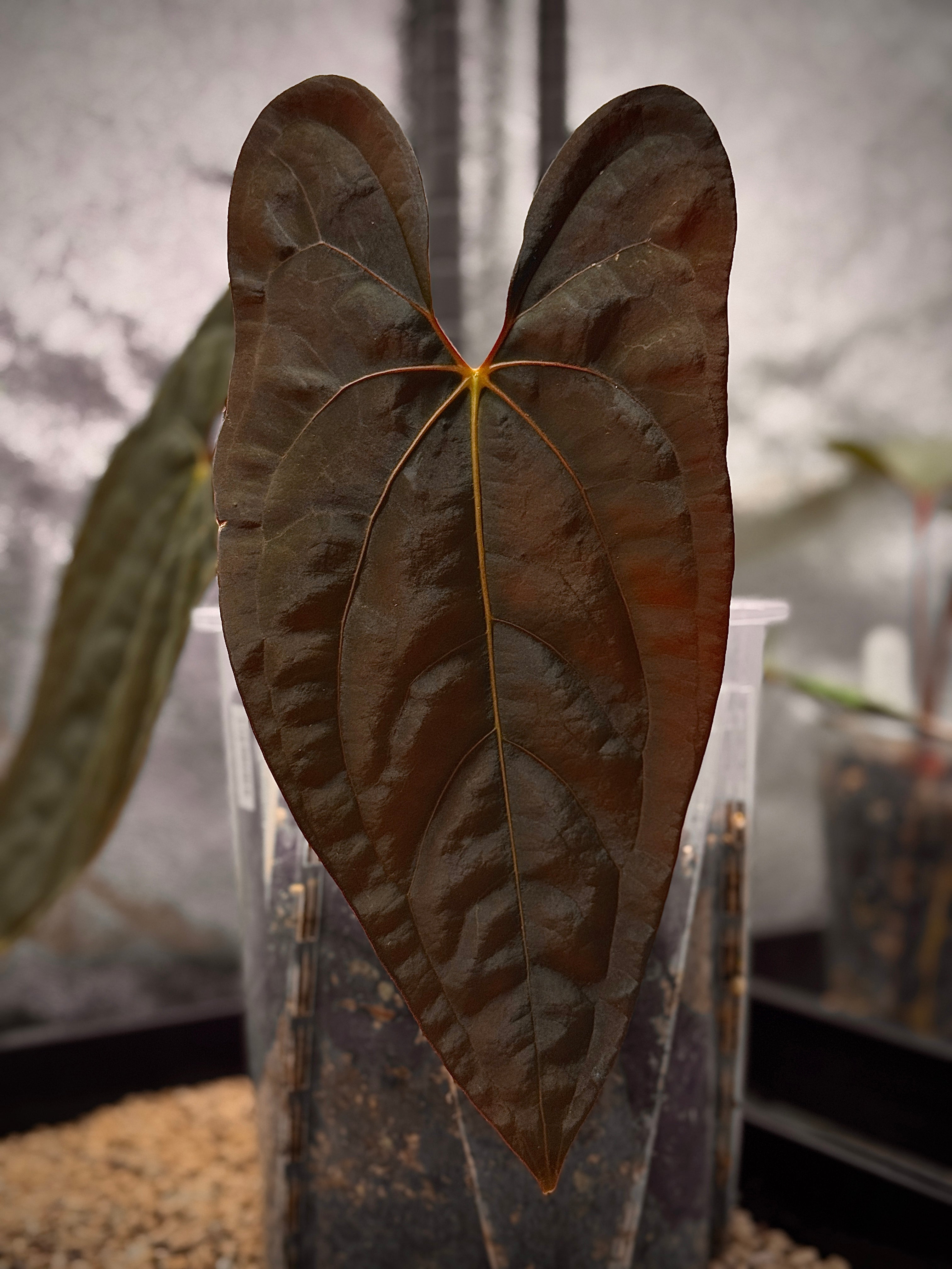 NFS: Anthurium Papillilaminum 'Voldemort' S1 (#1) - Rare Finds for