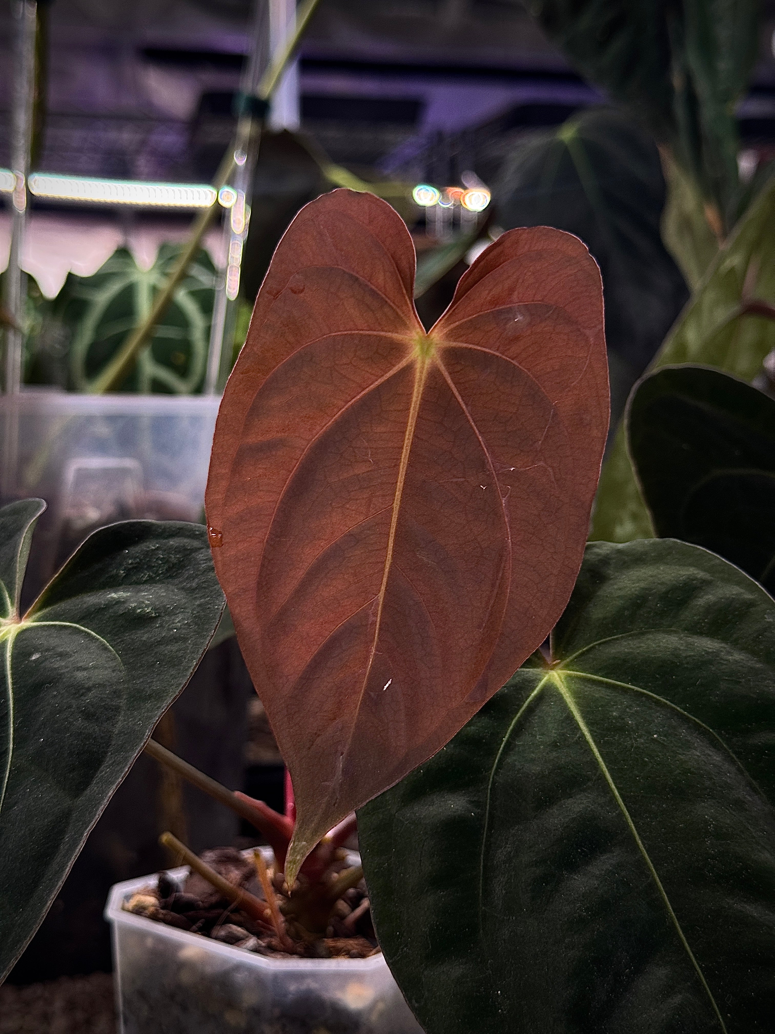 Anthurium 'Widowmaker' (Carlablackiae GPH-001 x BVEP 'Round') x Papillilaminum RA6 - Clone