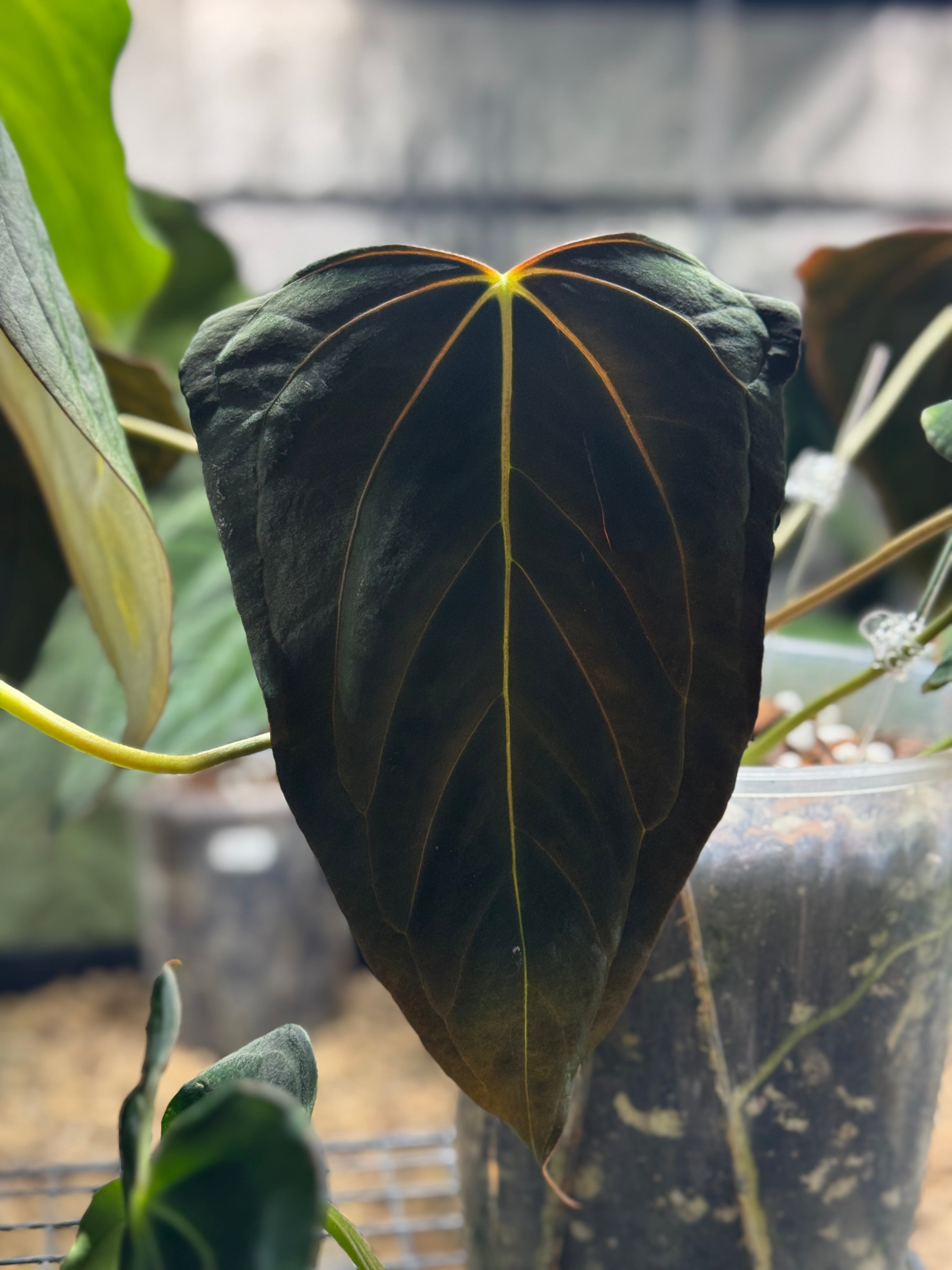 Anthurium Dark Phoenix x Dark Phoenix (Wide Sinus Mutation) - Clone