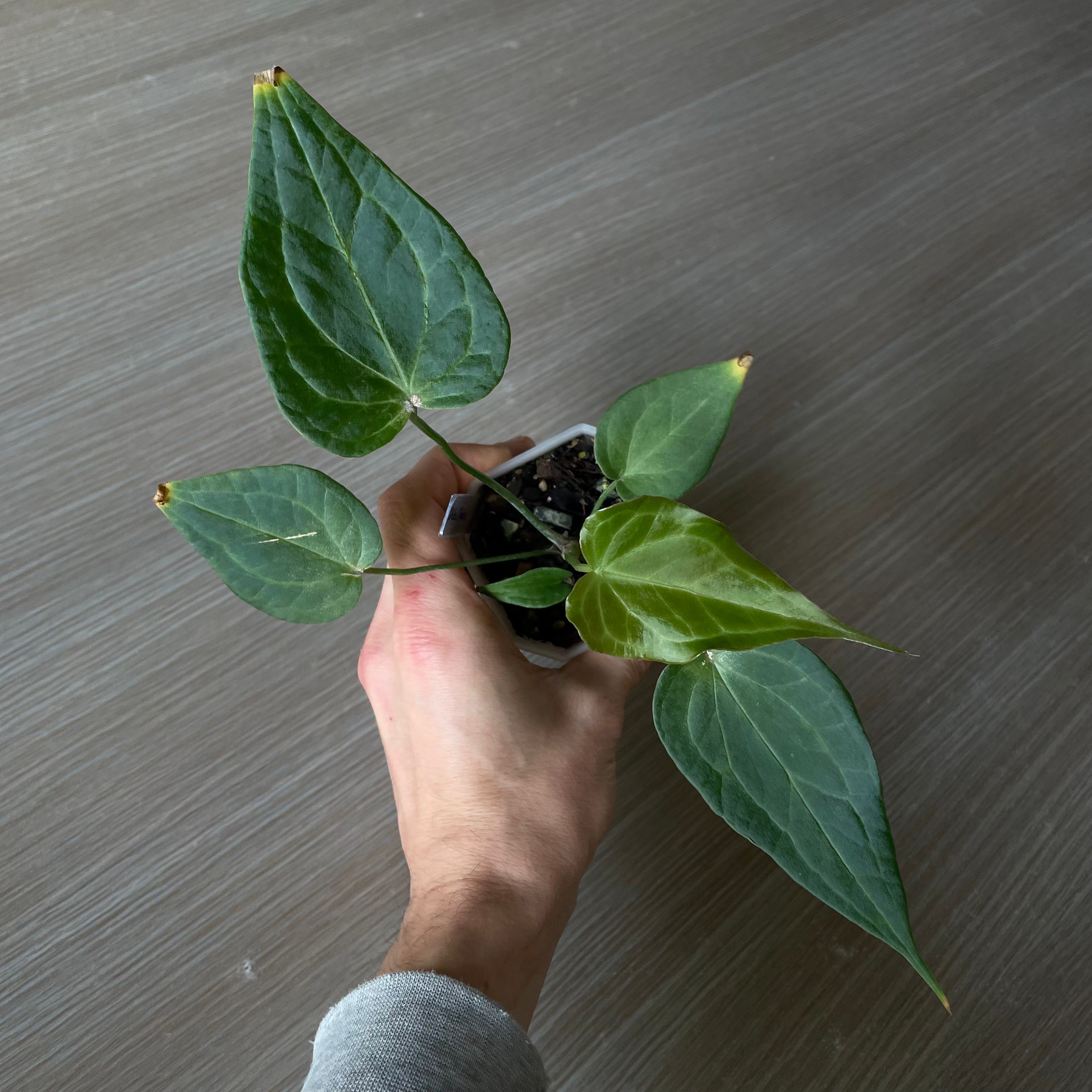 Anthurium - Various plants