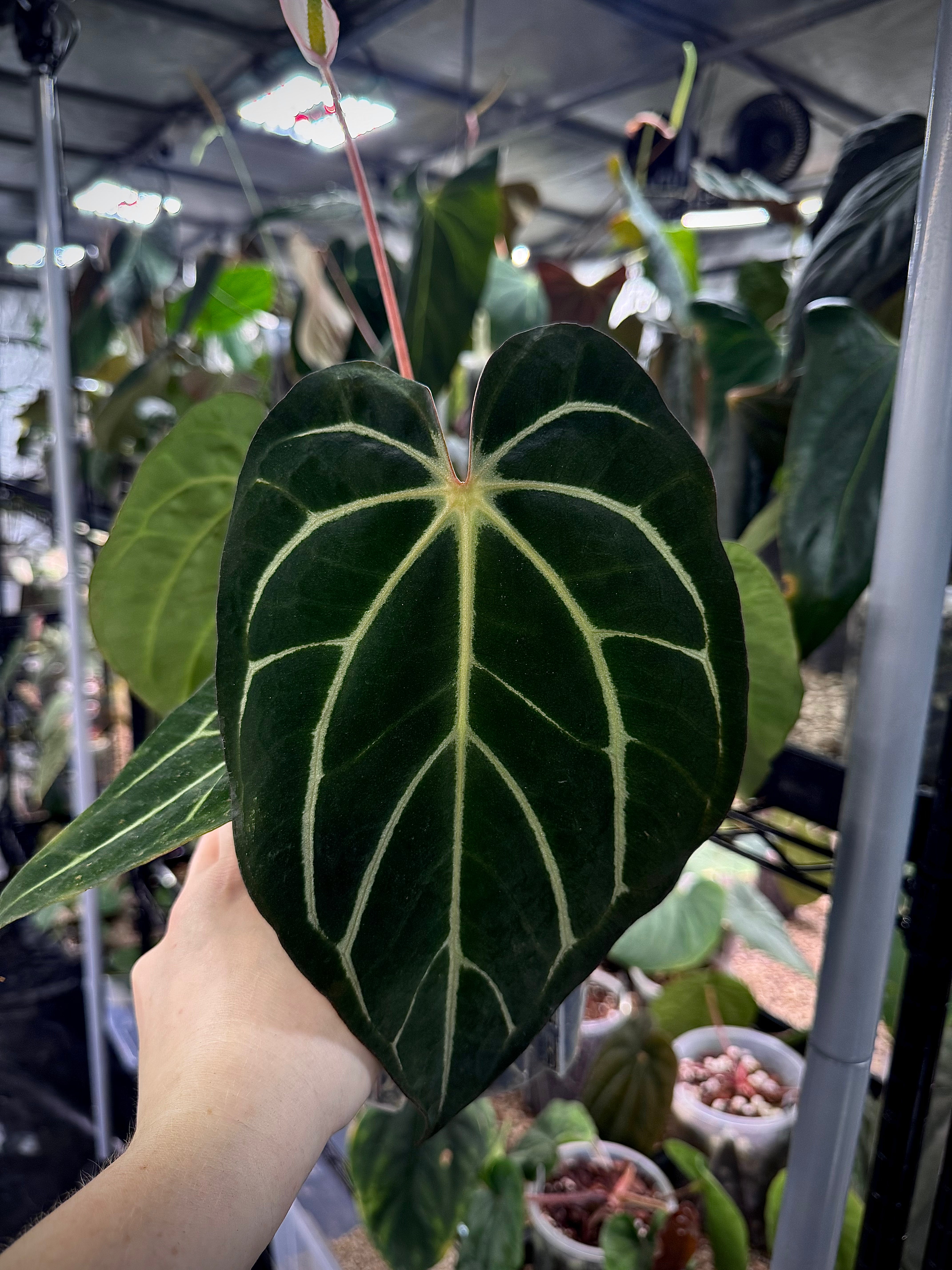 NFS: Anthurium Carlablackiae ‘Round’ x GPH-001