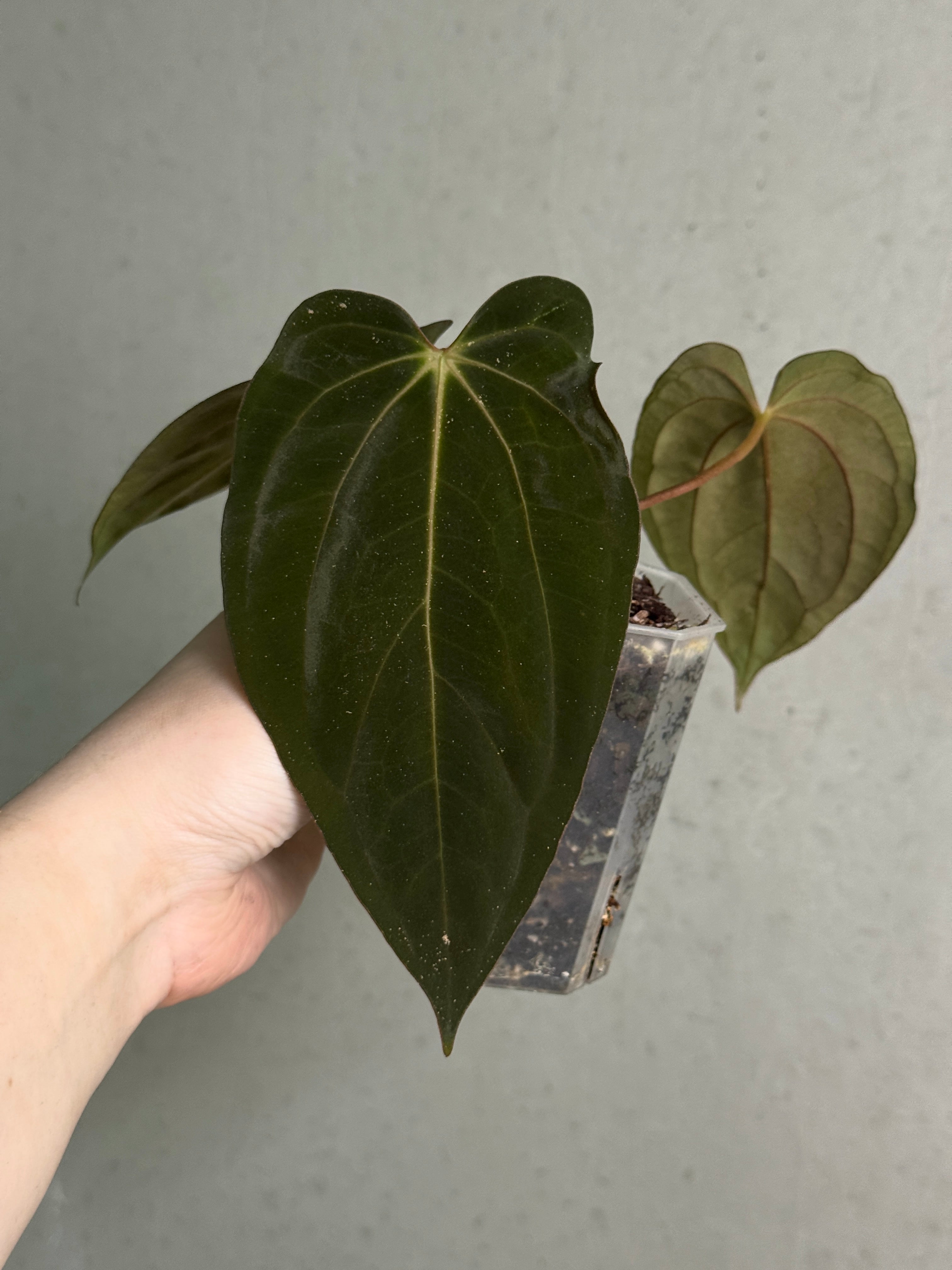 Anthurium RLxFS x (Carlablackiae x Papillilaminum) - Rare Finds