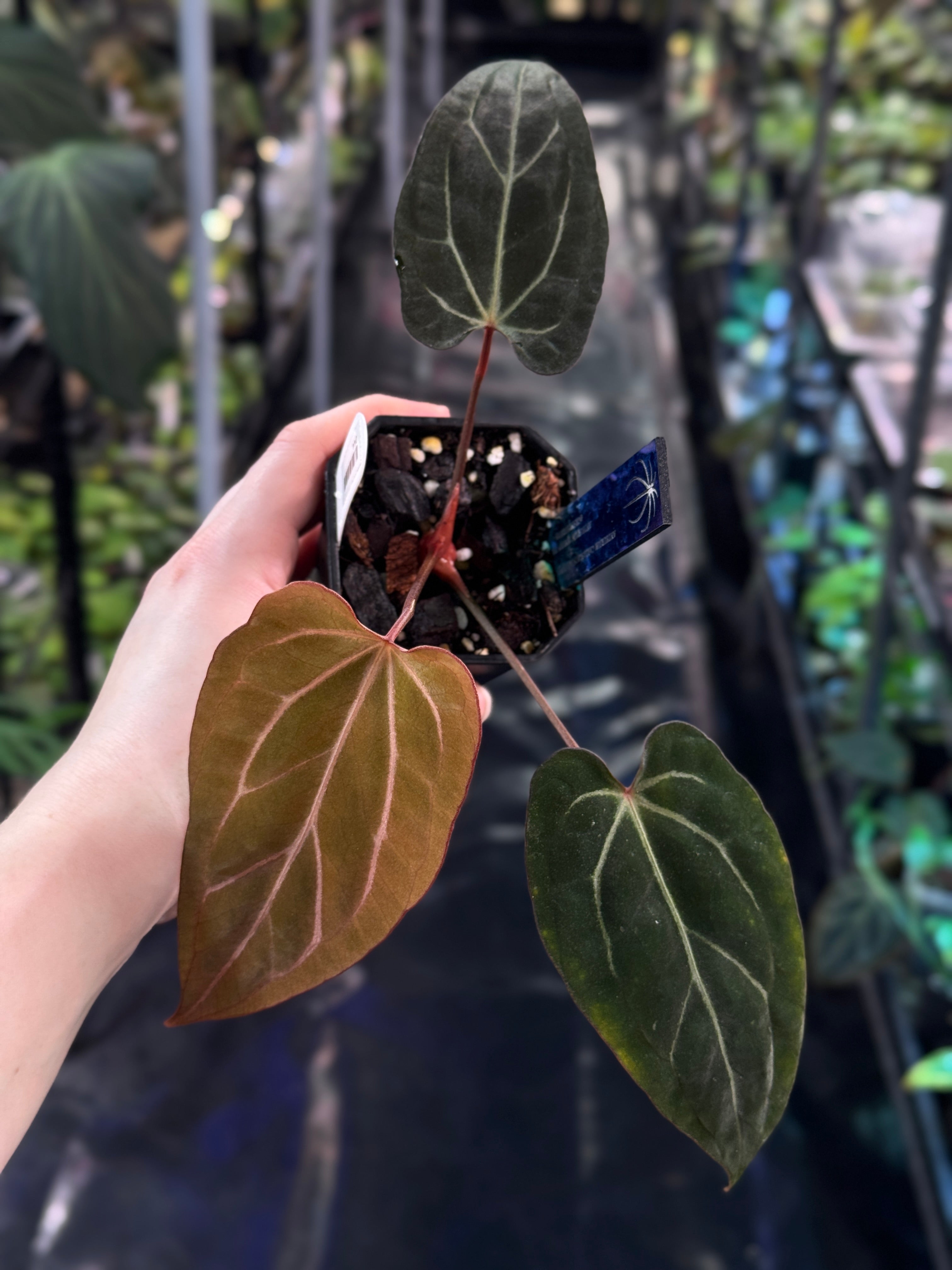 Anthurium Carlablackiae ('Round' x GPH-001) x Portillae 'Dorito' - Clone