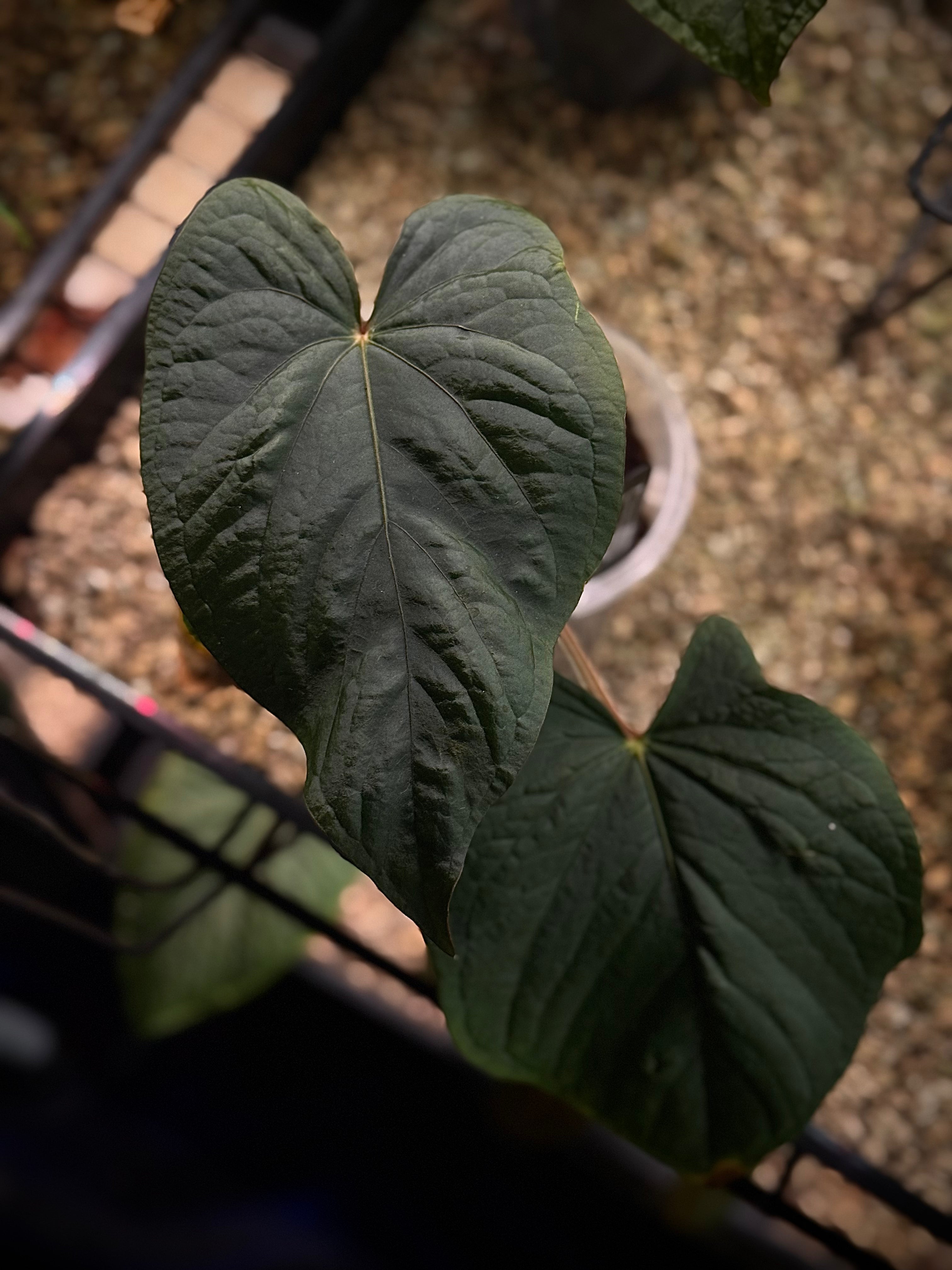 NFS: Anthurium Kunayalense F1