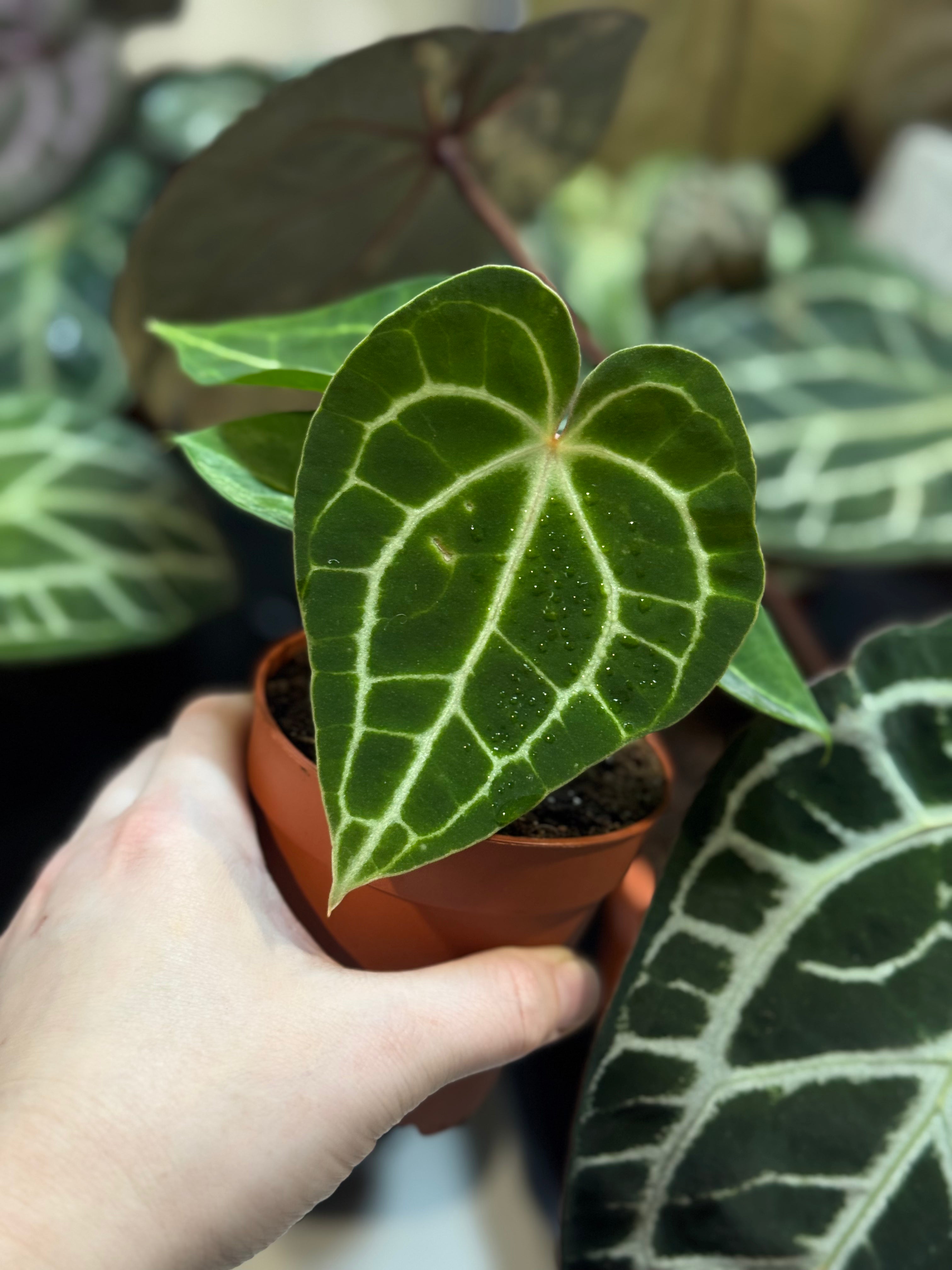 NFS: Anthurium King Clarinervium