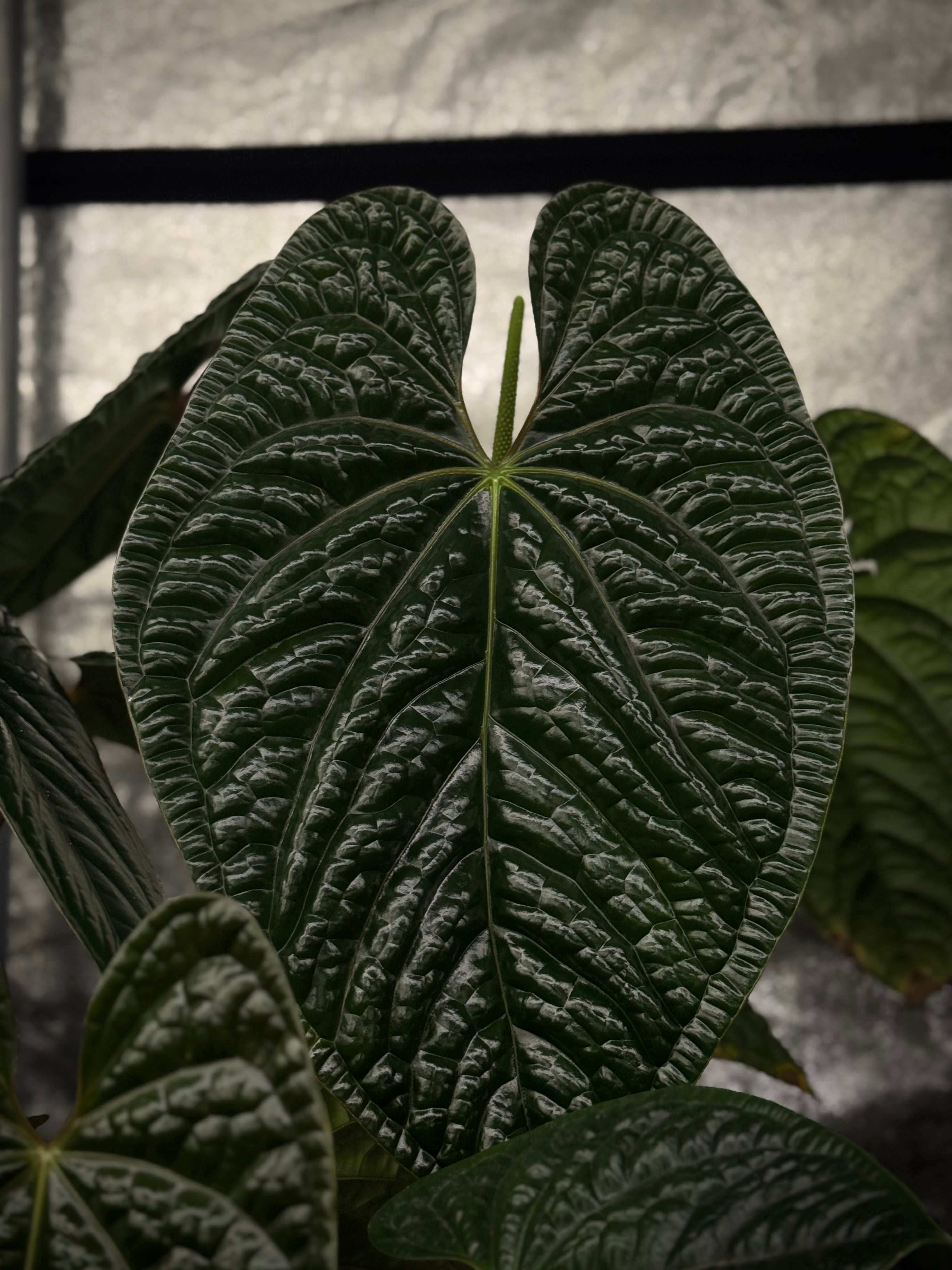 NFS: Anthurium Luxurians
