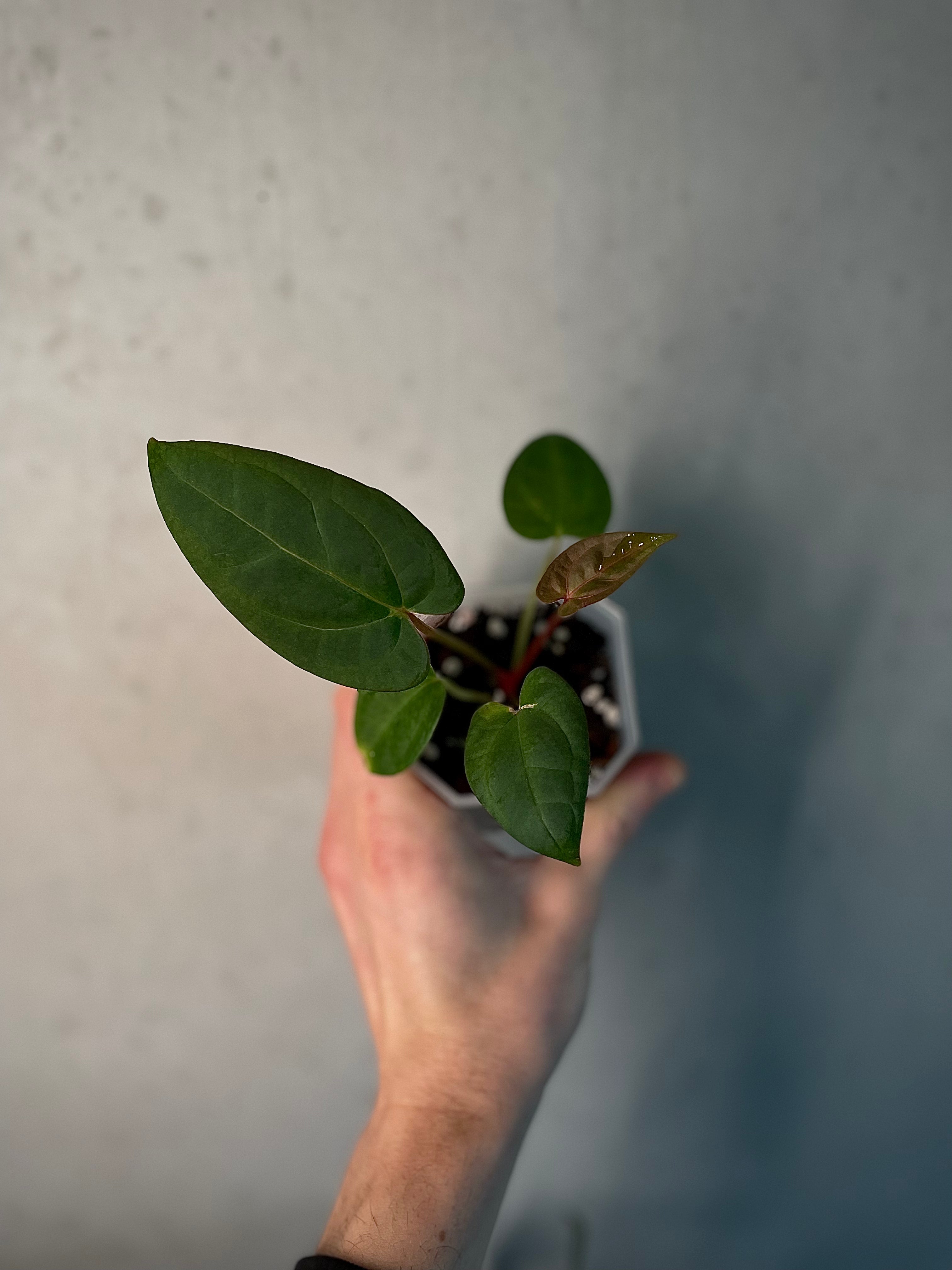 Anthurium (Blue Papillilaminum x Forgetii) x (Papillilaminum XOne x XOne) - SMUKHI