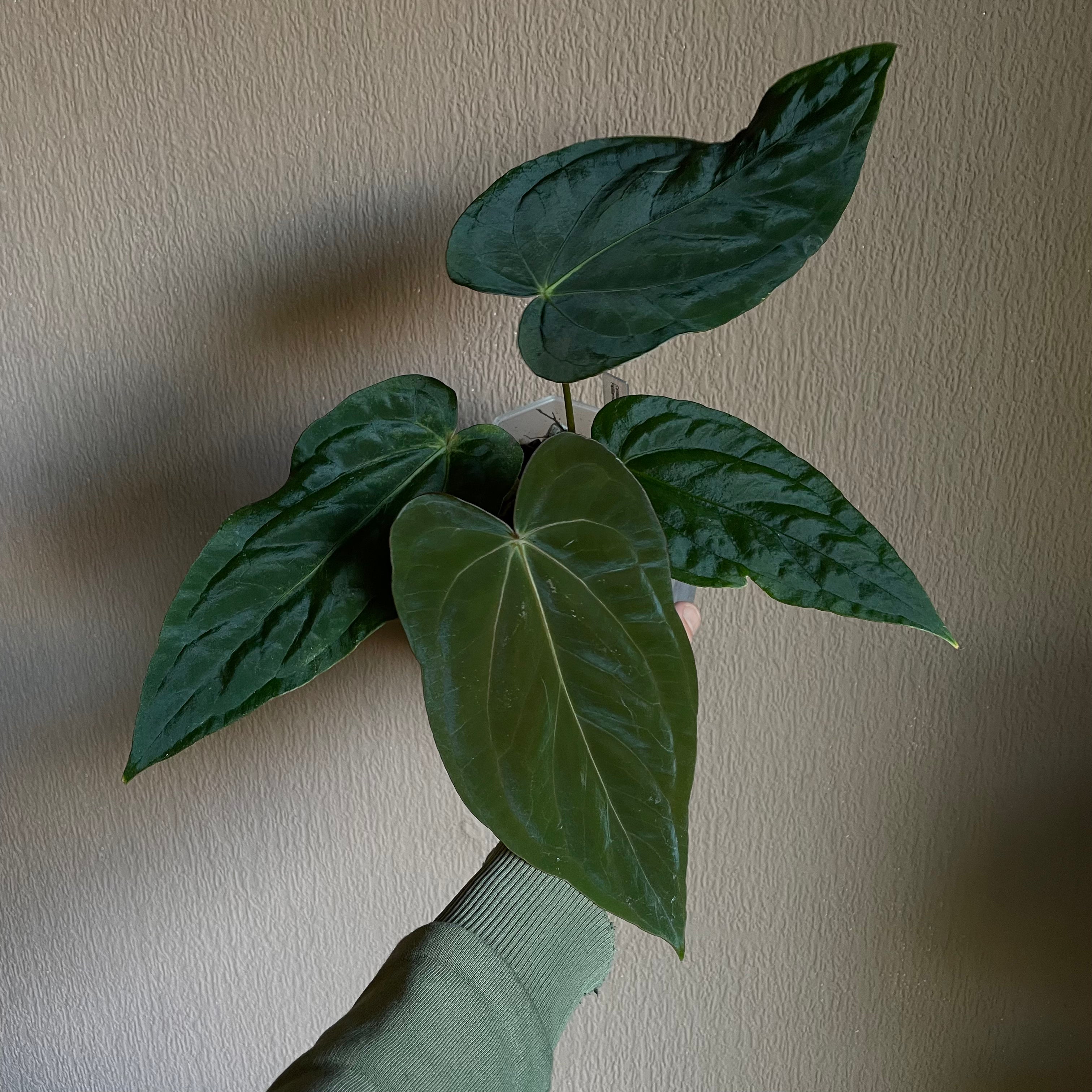 Anthurium - Various plants - SMUKHI