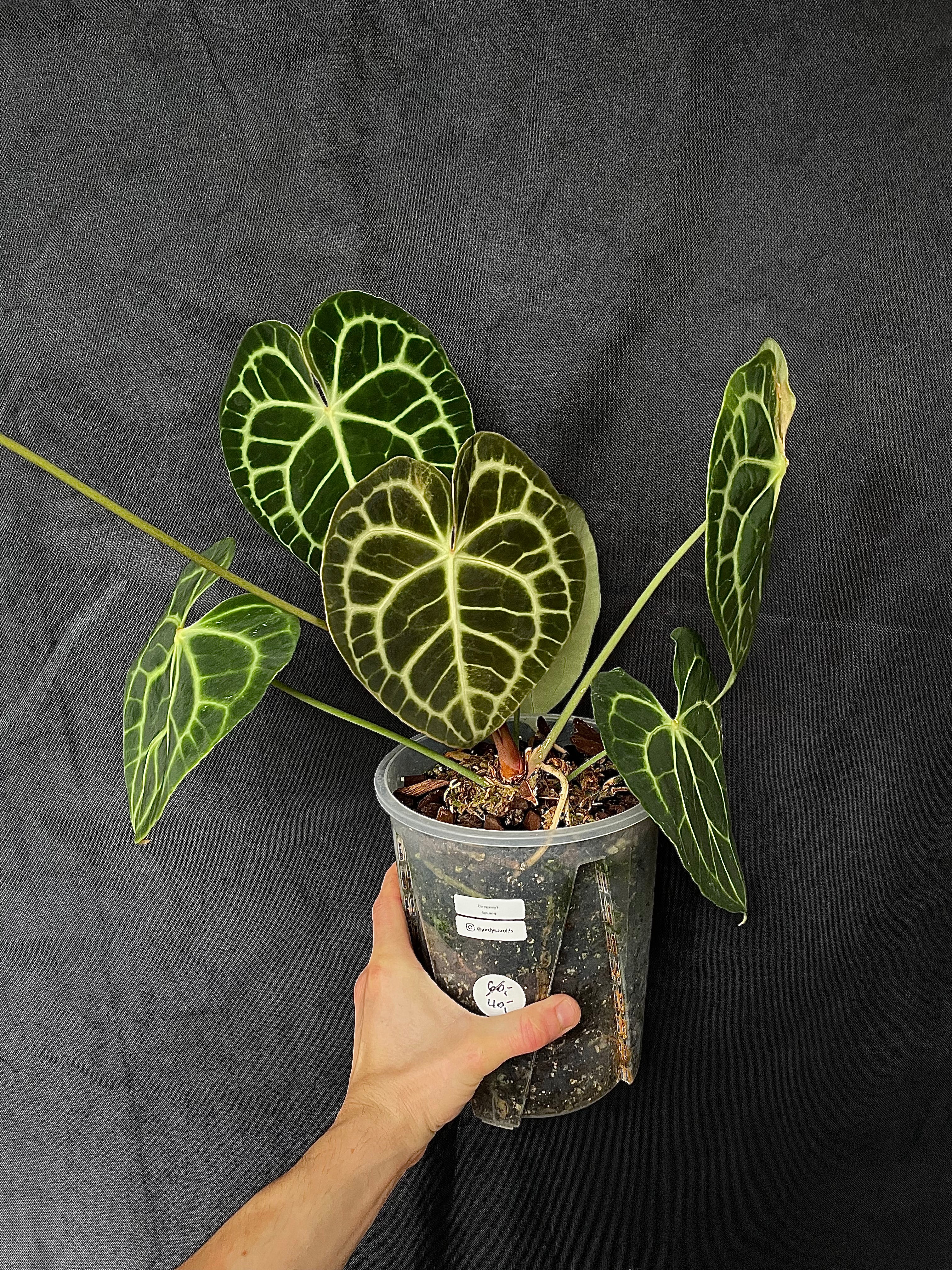 Anthurium - Various plants