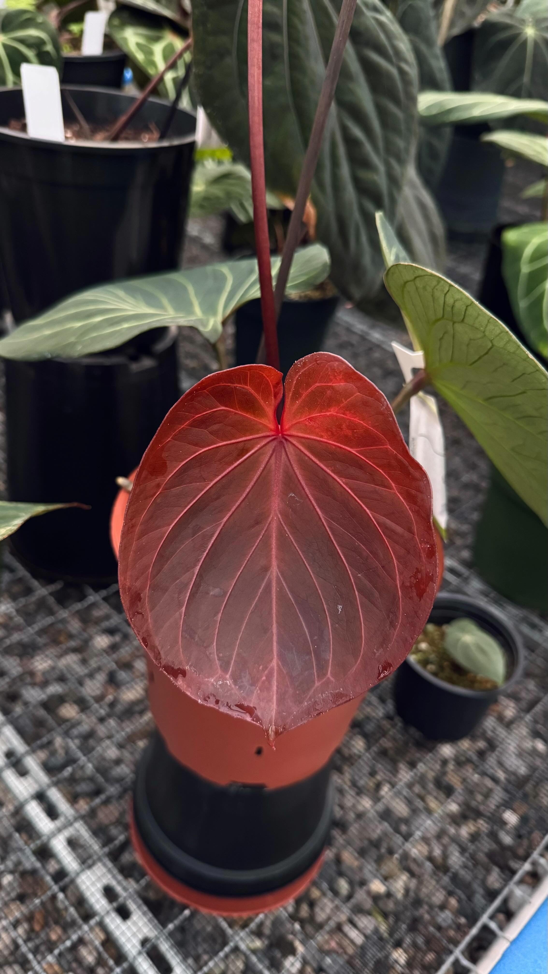 Variegated Stingray Anthurium HU x Zara x Michelle 'Bleeding Heart' plant with vibrant green and pink variegated leaves.