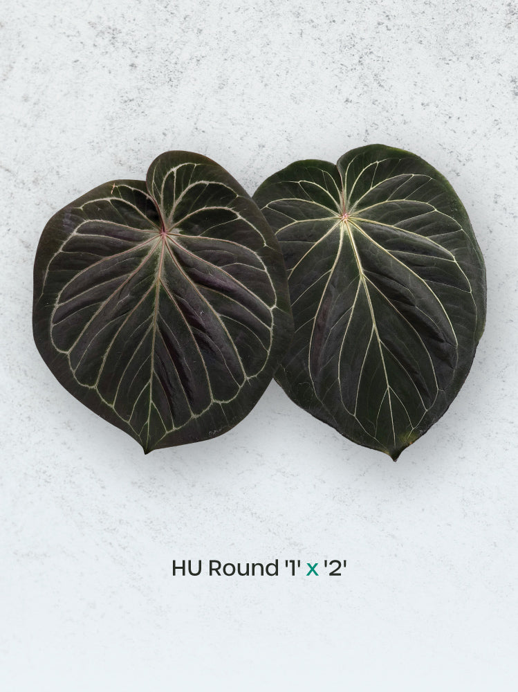 SMUKHI Anthurium HU Round '1' x '2' plant with vibrant green leaves and glossy foliage, suitable for indoor decoration.