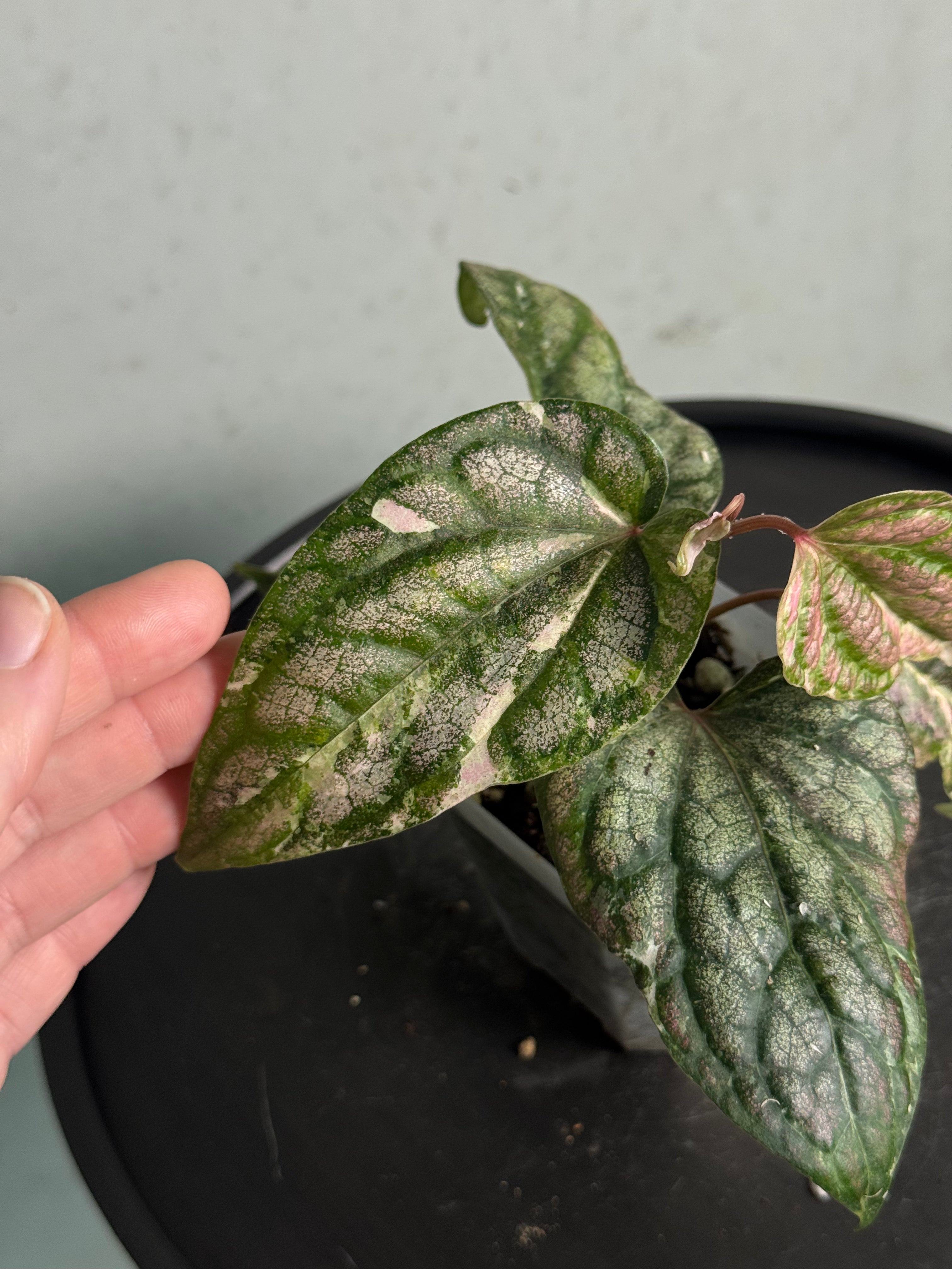 Piper Sylvaticum Variegata