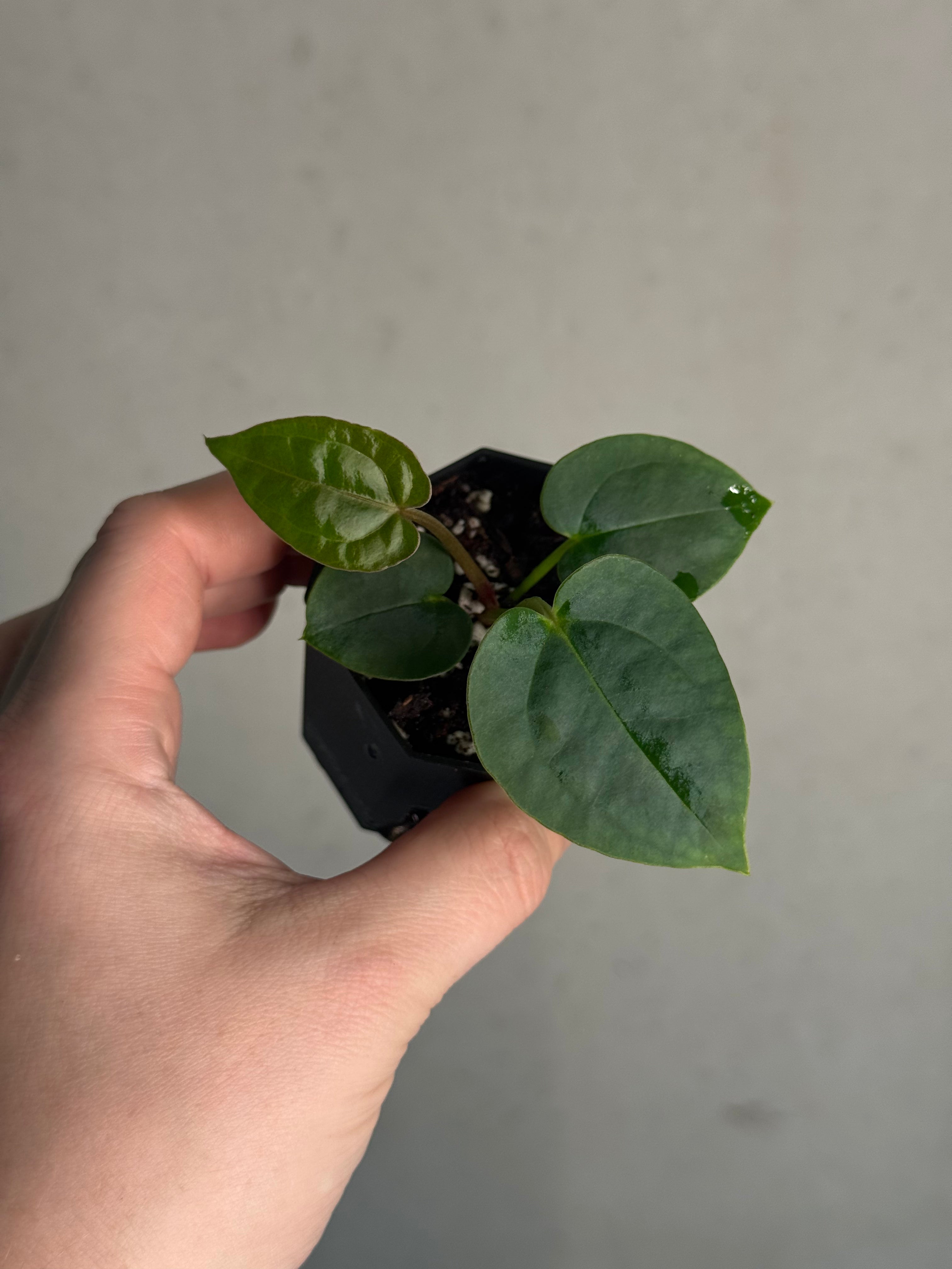 Anthurium Michelle x Papillilaminum ‘Guna Yala’