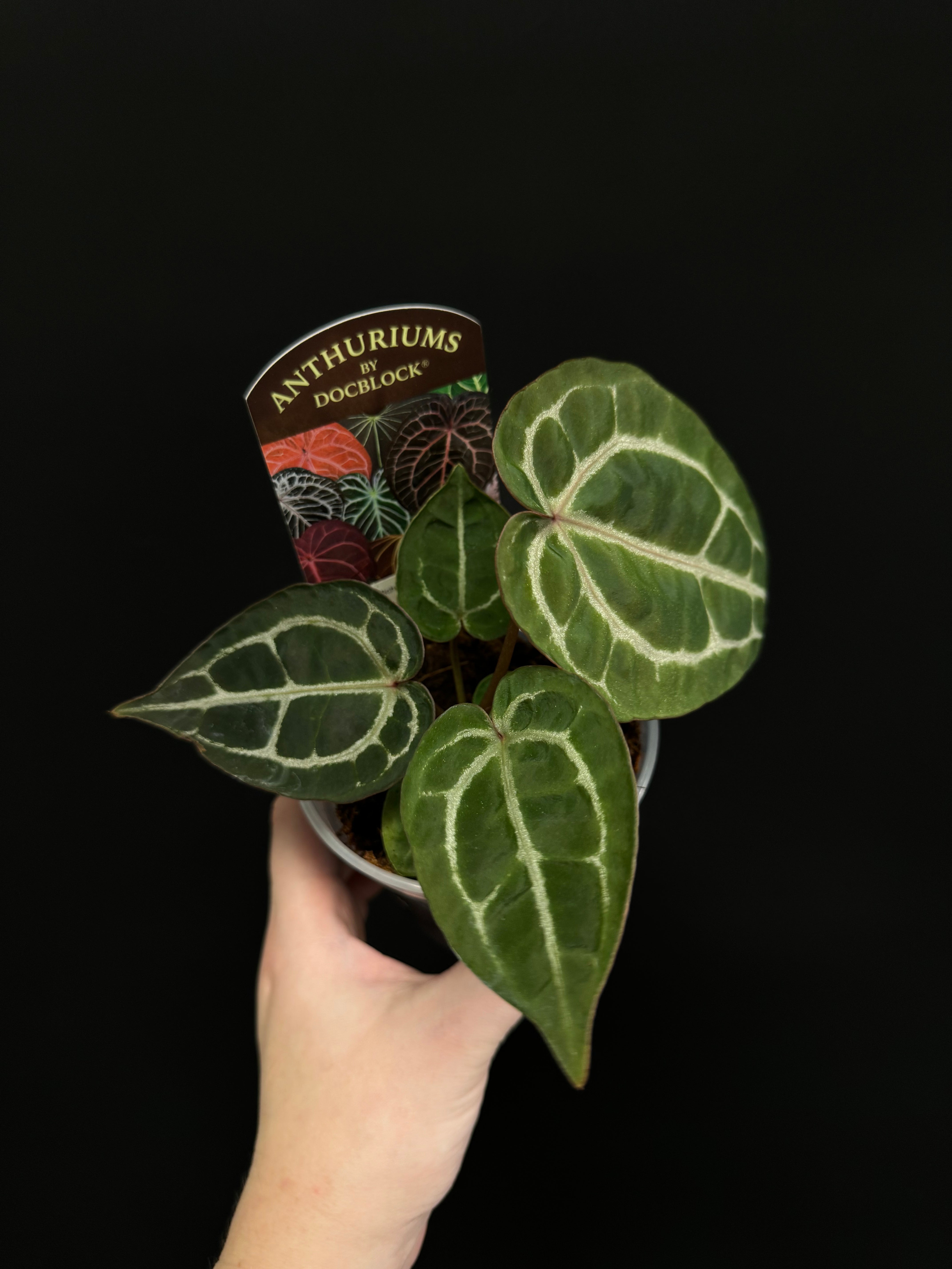 DocBlock Anthurium (Michelle x Zara) '28' x Zara '52'