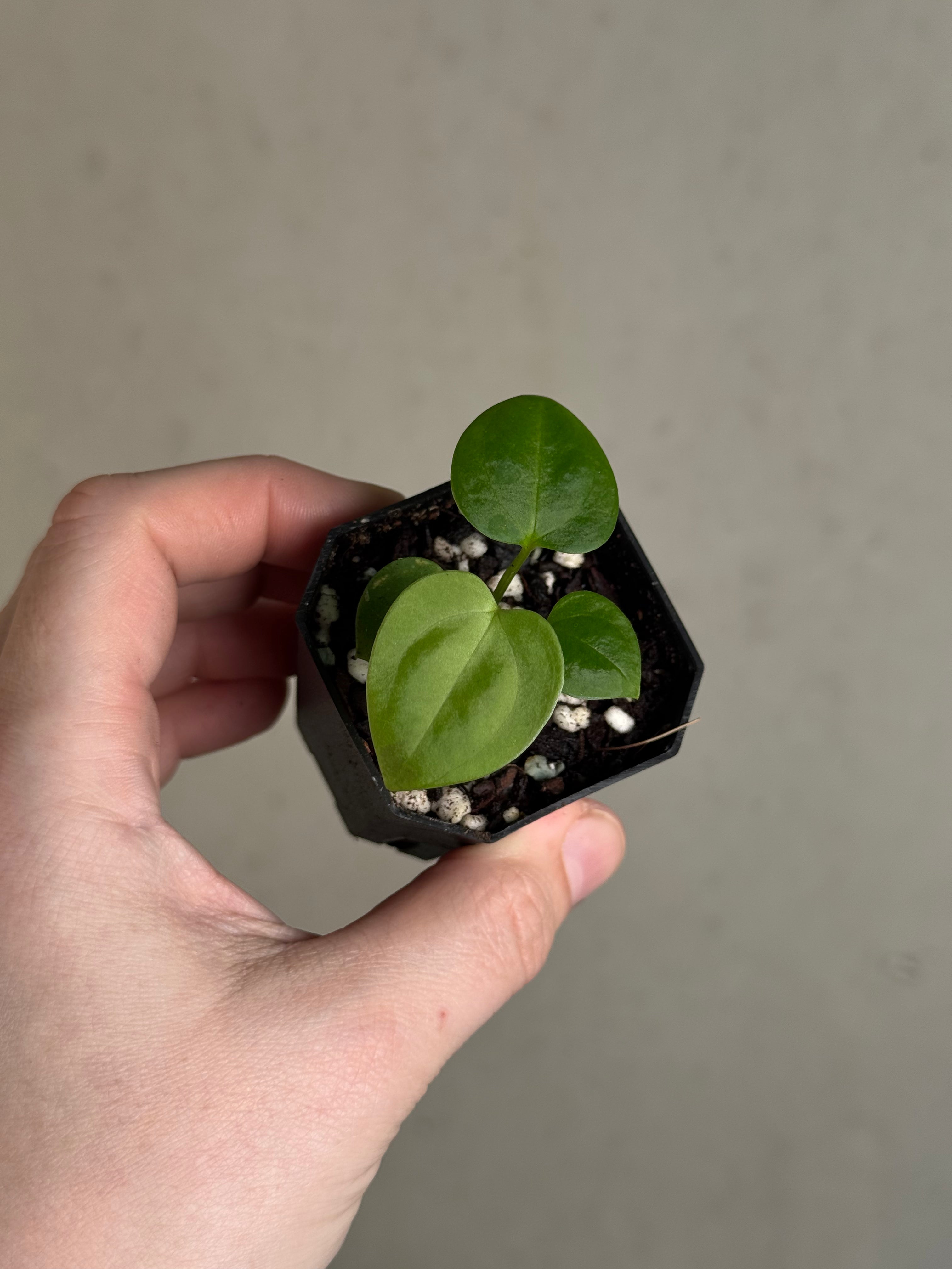 Anthurium Mr. Worldwide x sp. Nov DF