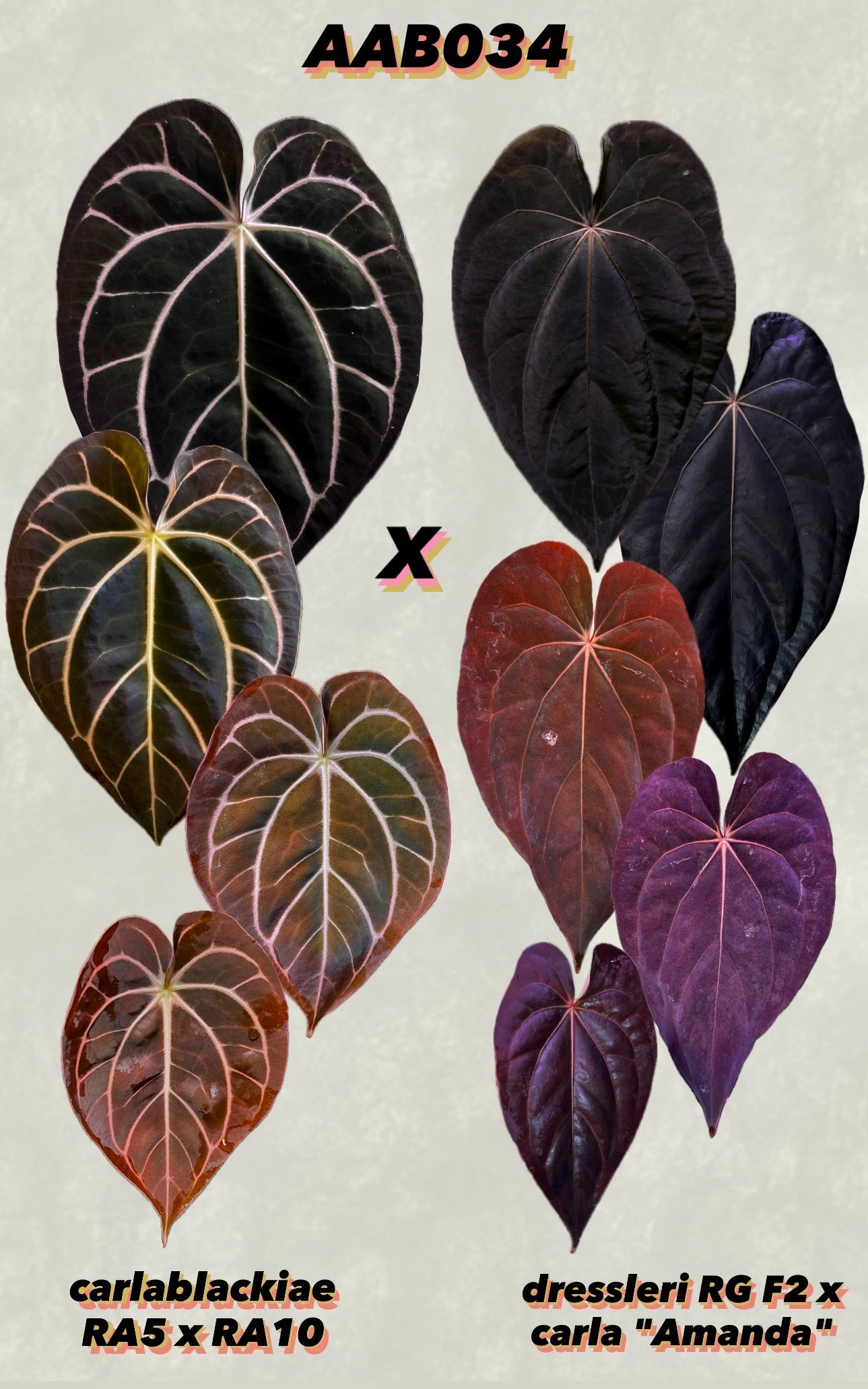 Anthurium Carlablackiae (RA5 x RA10) x (Dressleri RG F2 x Carlablackiae ‘Amanda’) - Pre-order