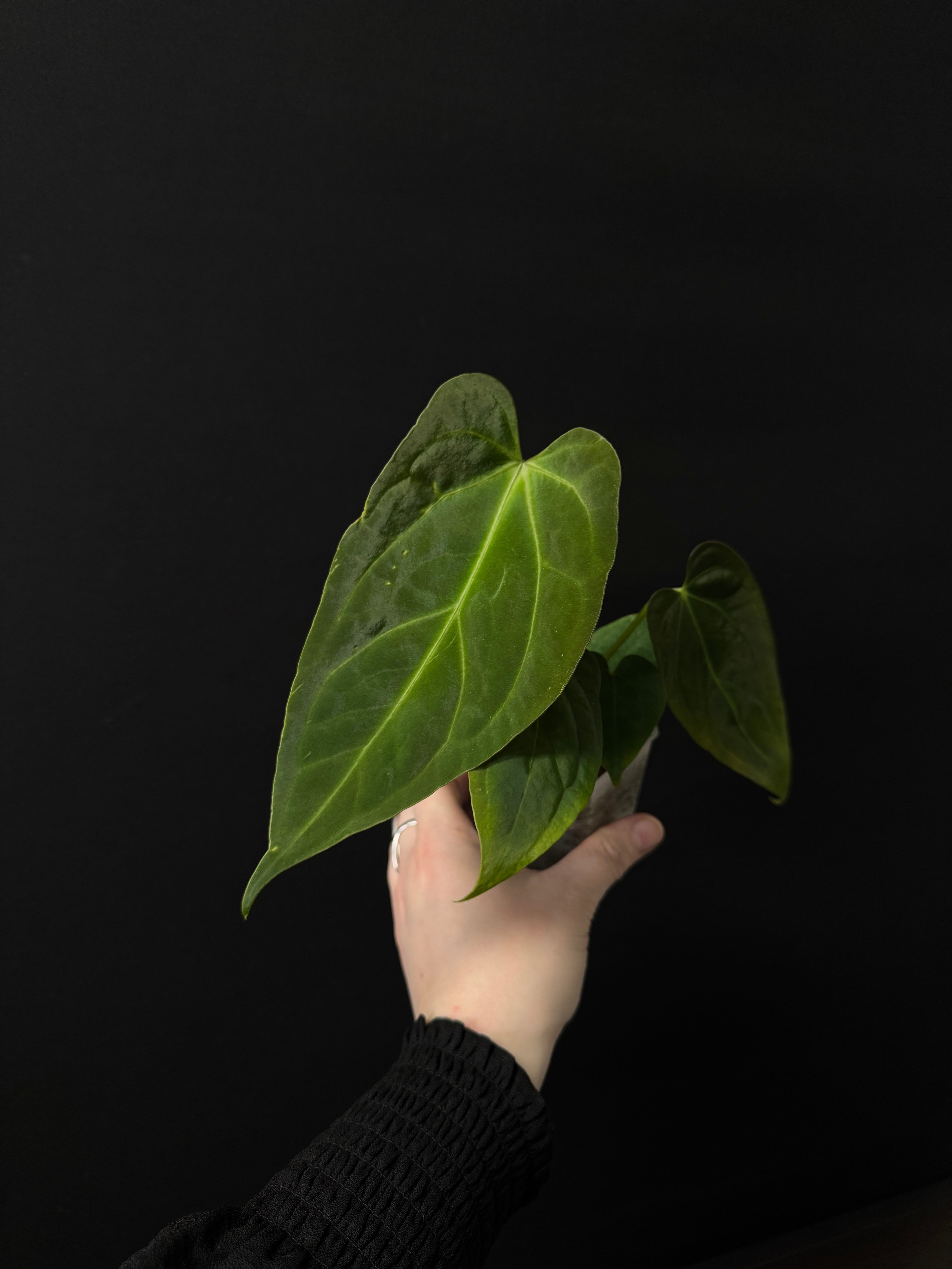 Anthurium [Lost Tag] - Various plants