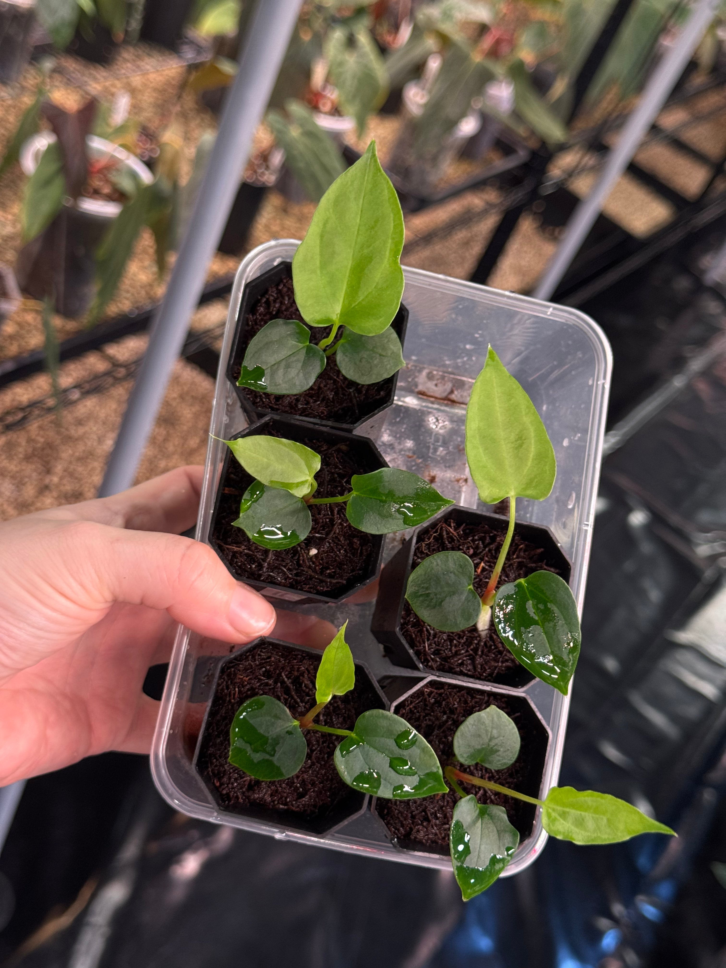 Anthurium (Fort Sherman x self) x (Ralph Lynam x Fort Sherman) - Seedlings