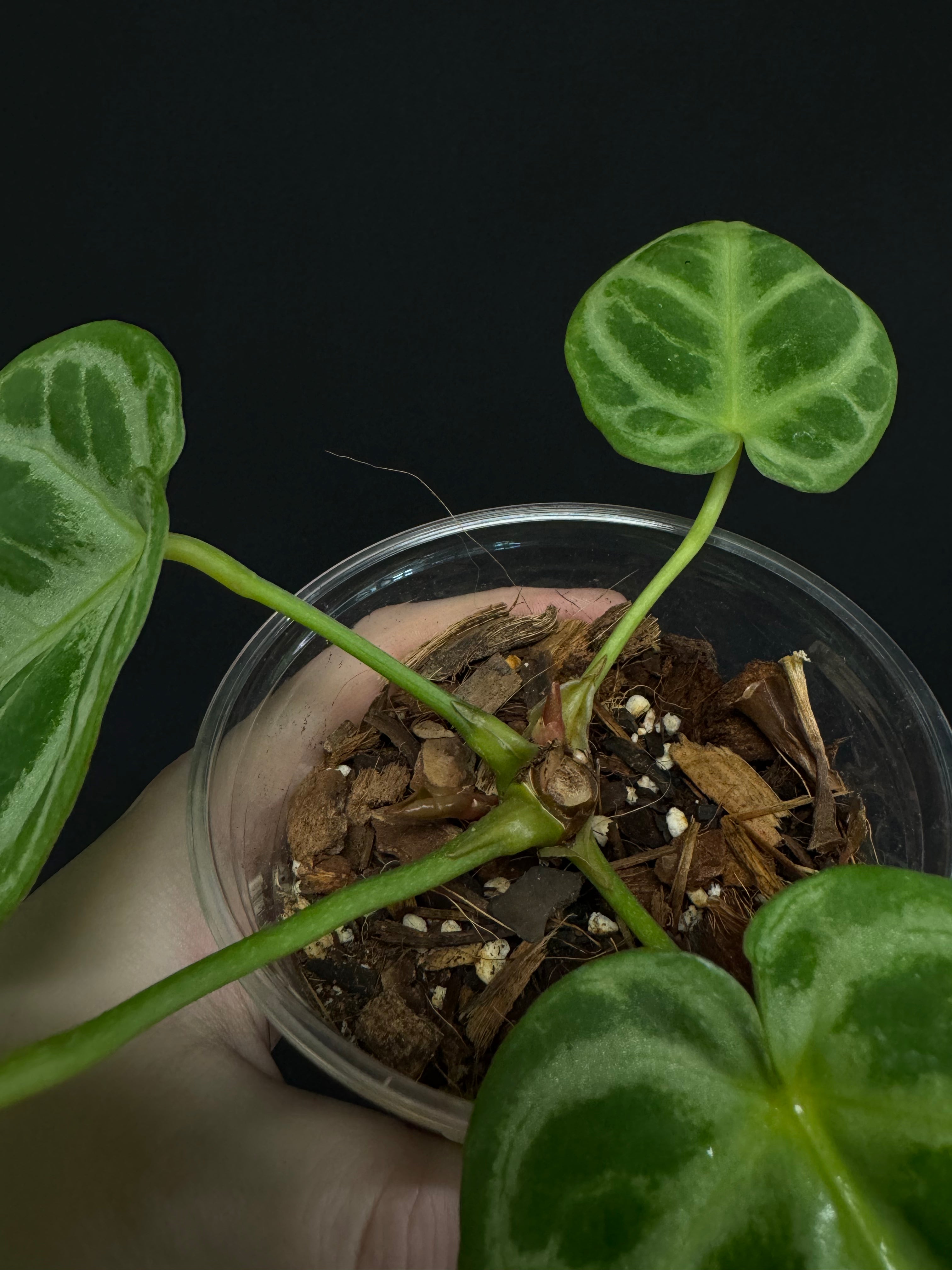 UJ アンスリウム ドラヤキシルバー Anthurium X 'dorayaki silver