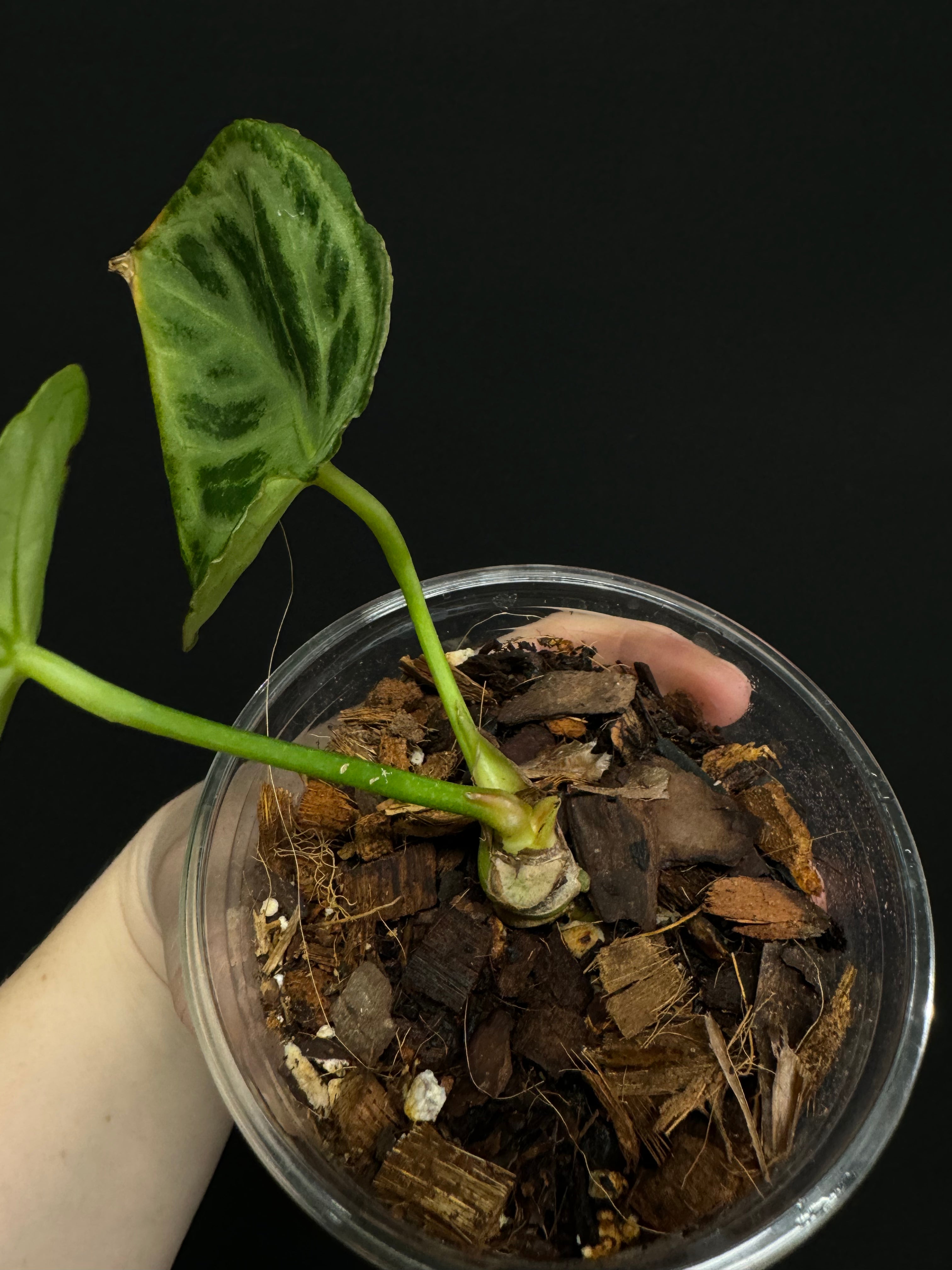 アンスリウム ドラヤキ x シルバーブラッシュー - 植物/観葉植物
