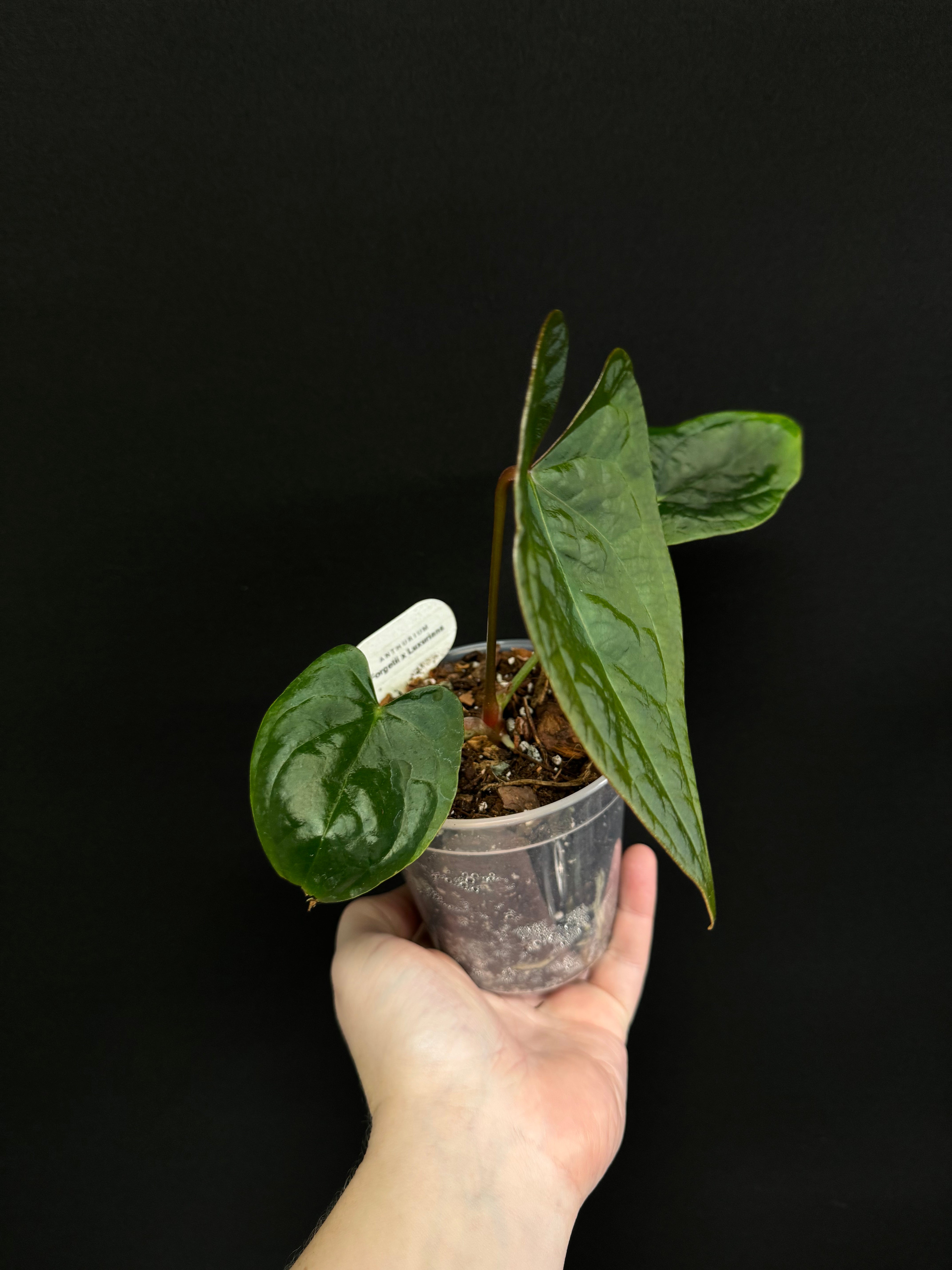 Anthurium Forgetii x Luxurians - SMUKHI