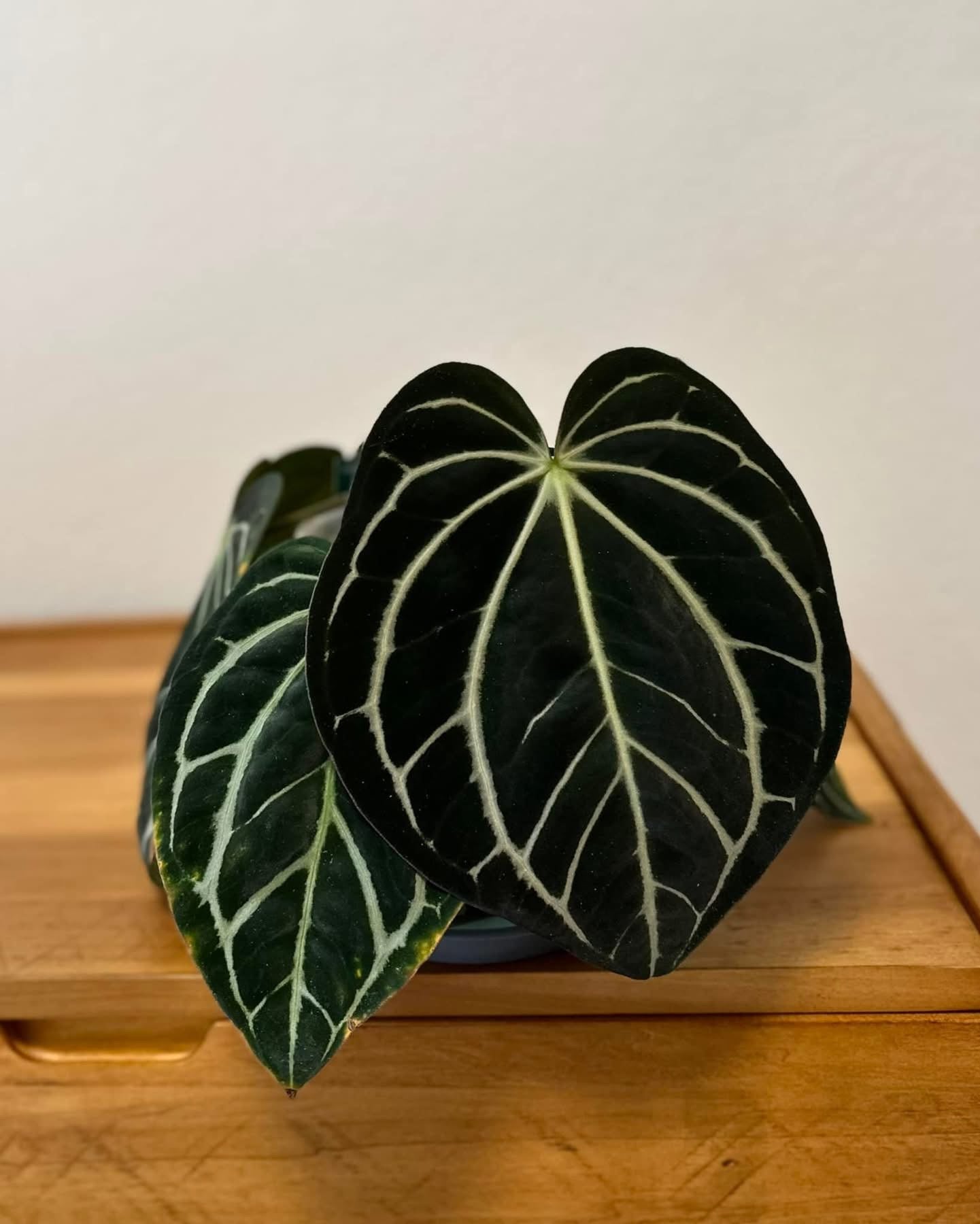 Anthurium Carlablackiae (RA5 x RA10) x self