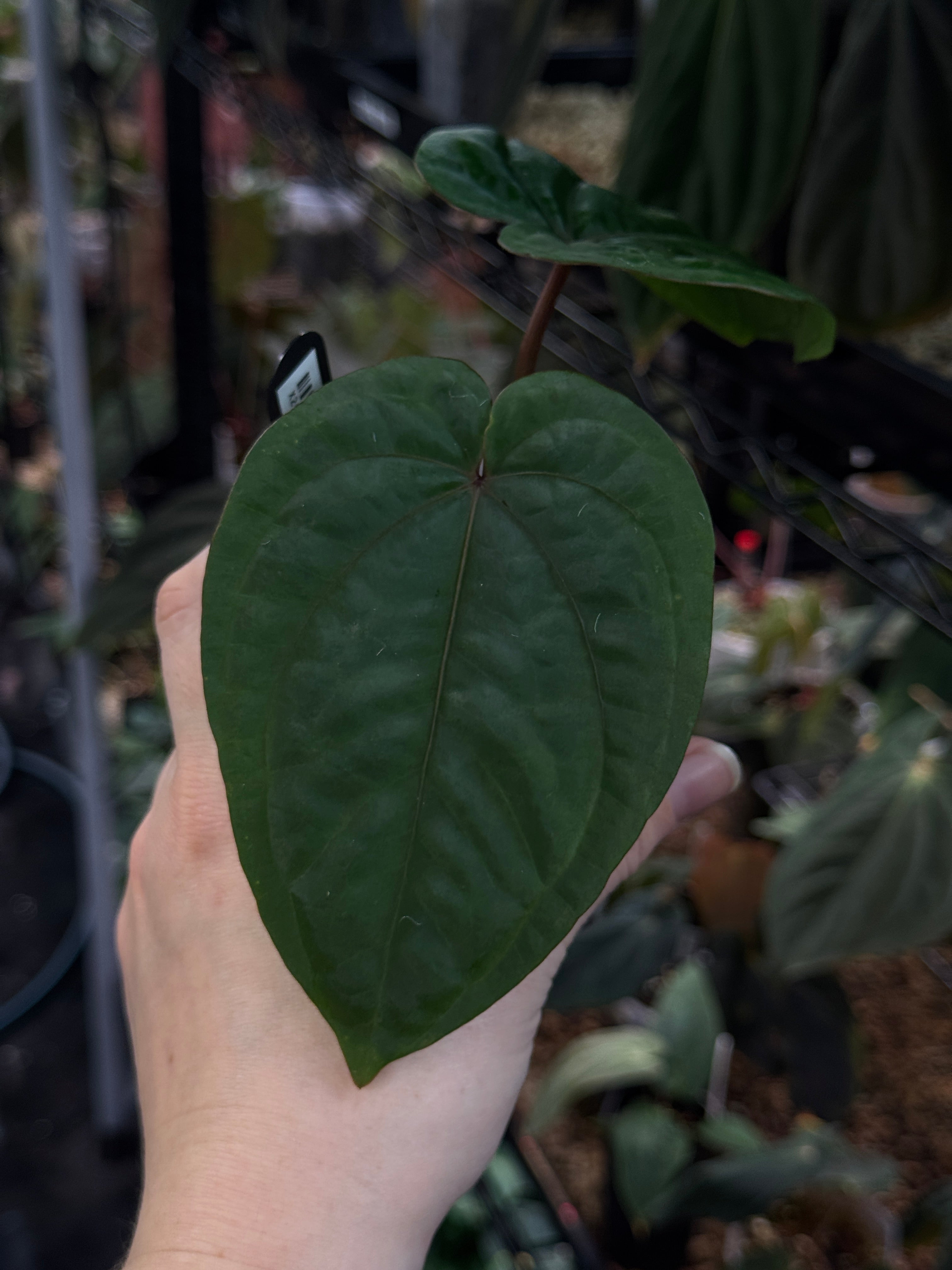NFS: Red Vein Dark Phoenix x Dressleri RG