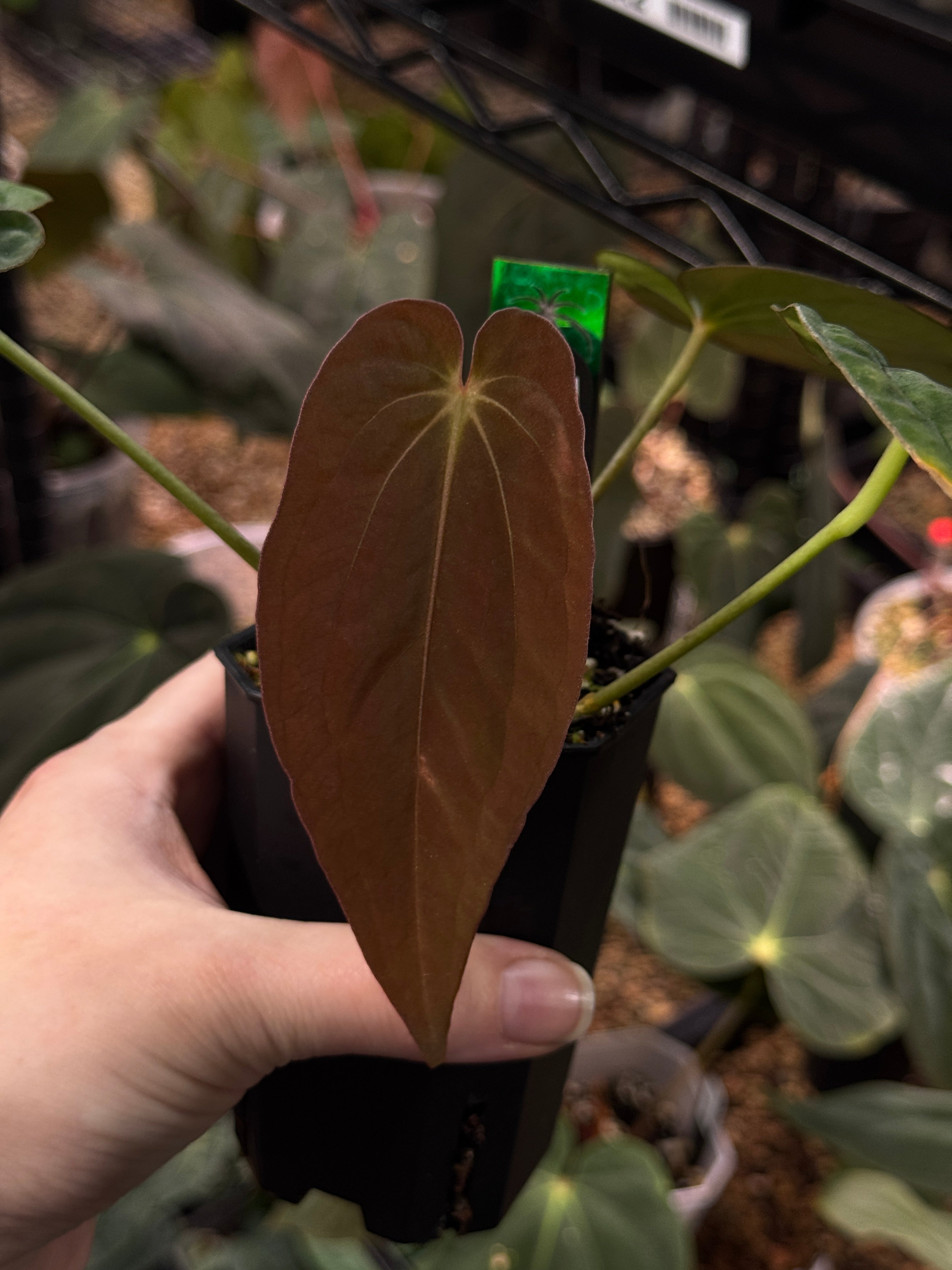 NFS: Anthurium BVEP RA1 x 'Dark Star'
