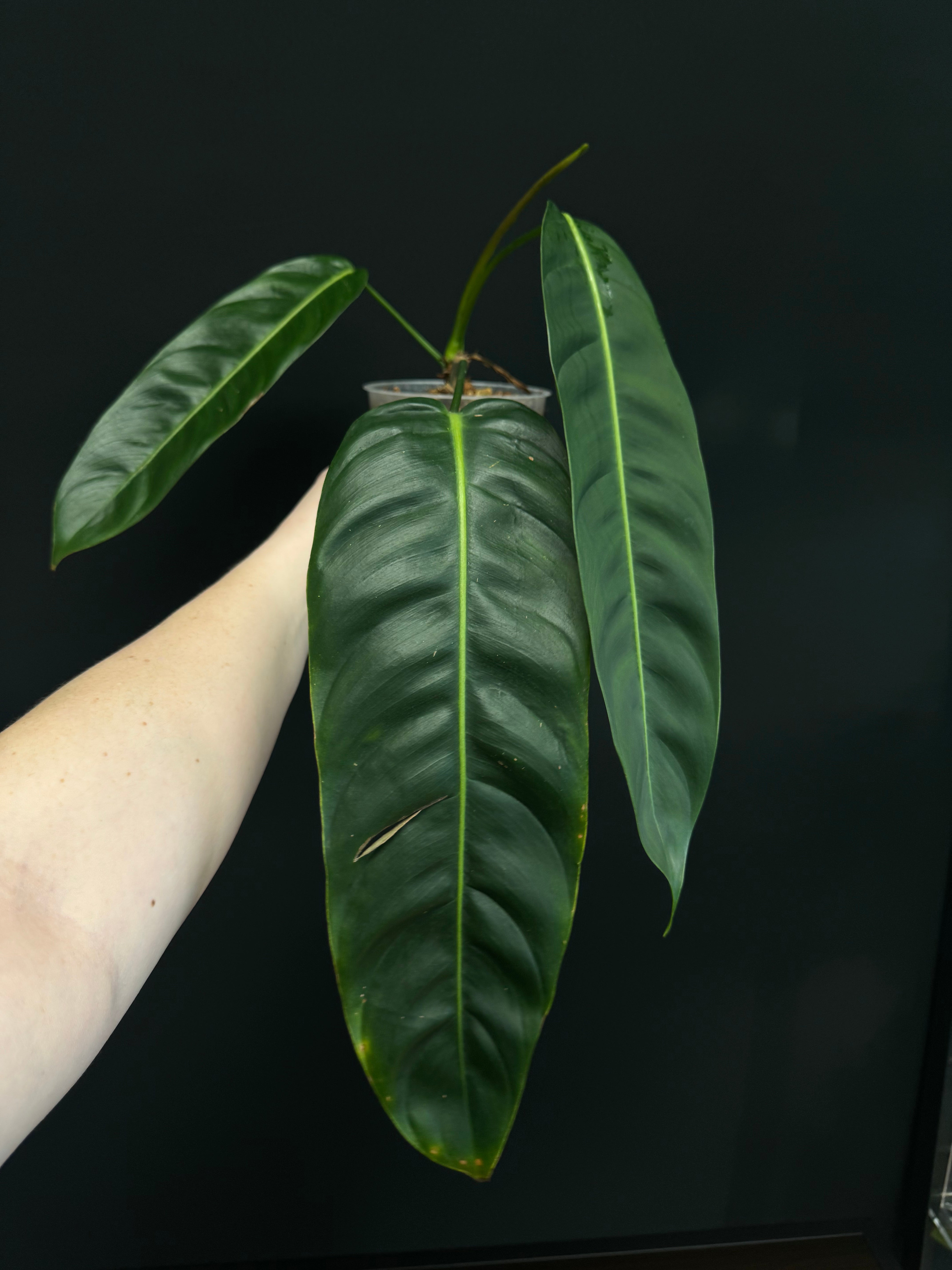 Philodendron Patriciae - SMUKHI