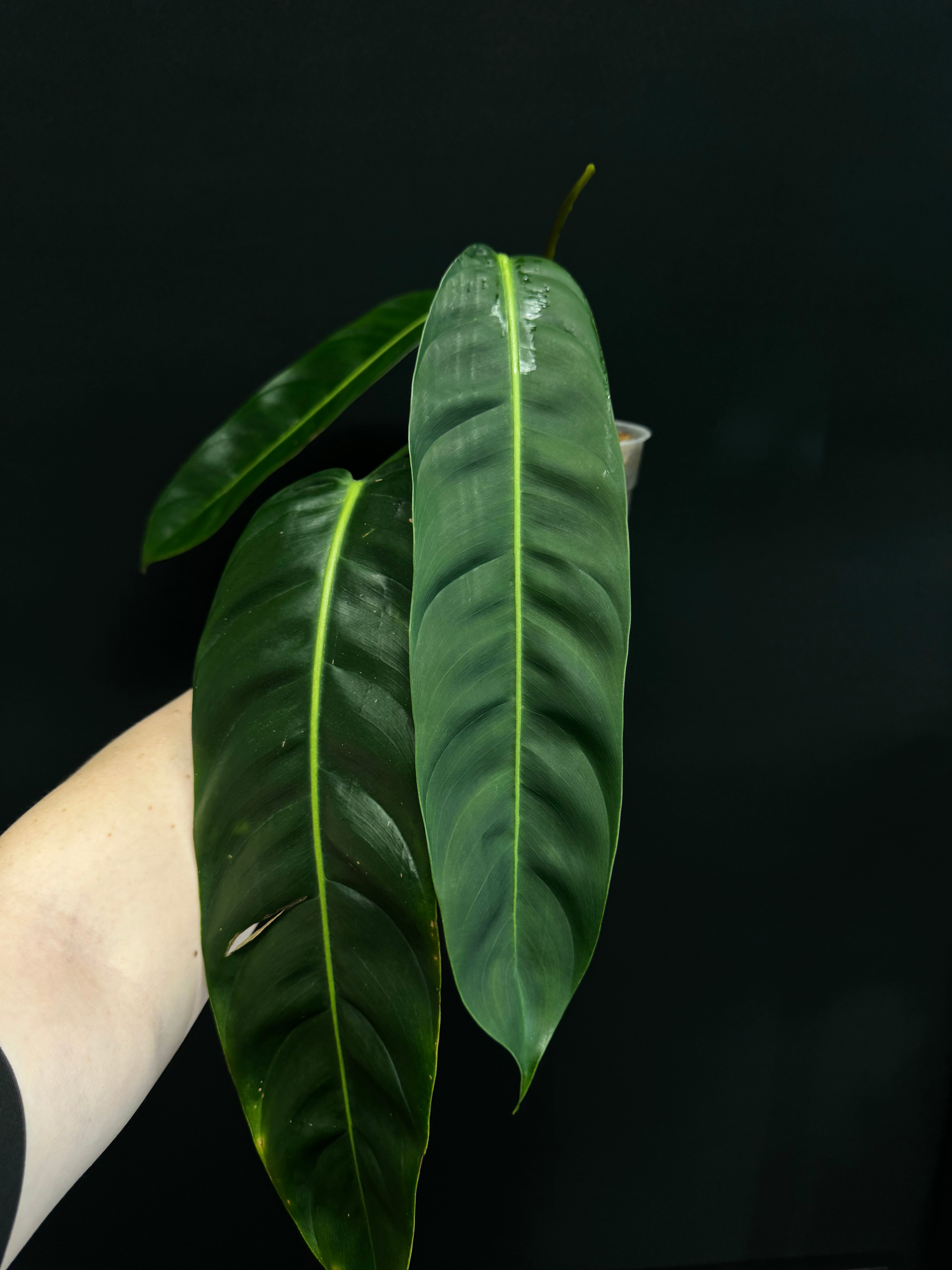 Philodendron Patriciae - SMUKHI