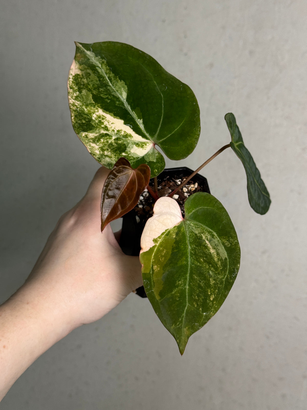 Anthurium 'Black Venom' Variegata