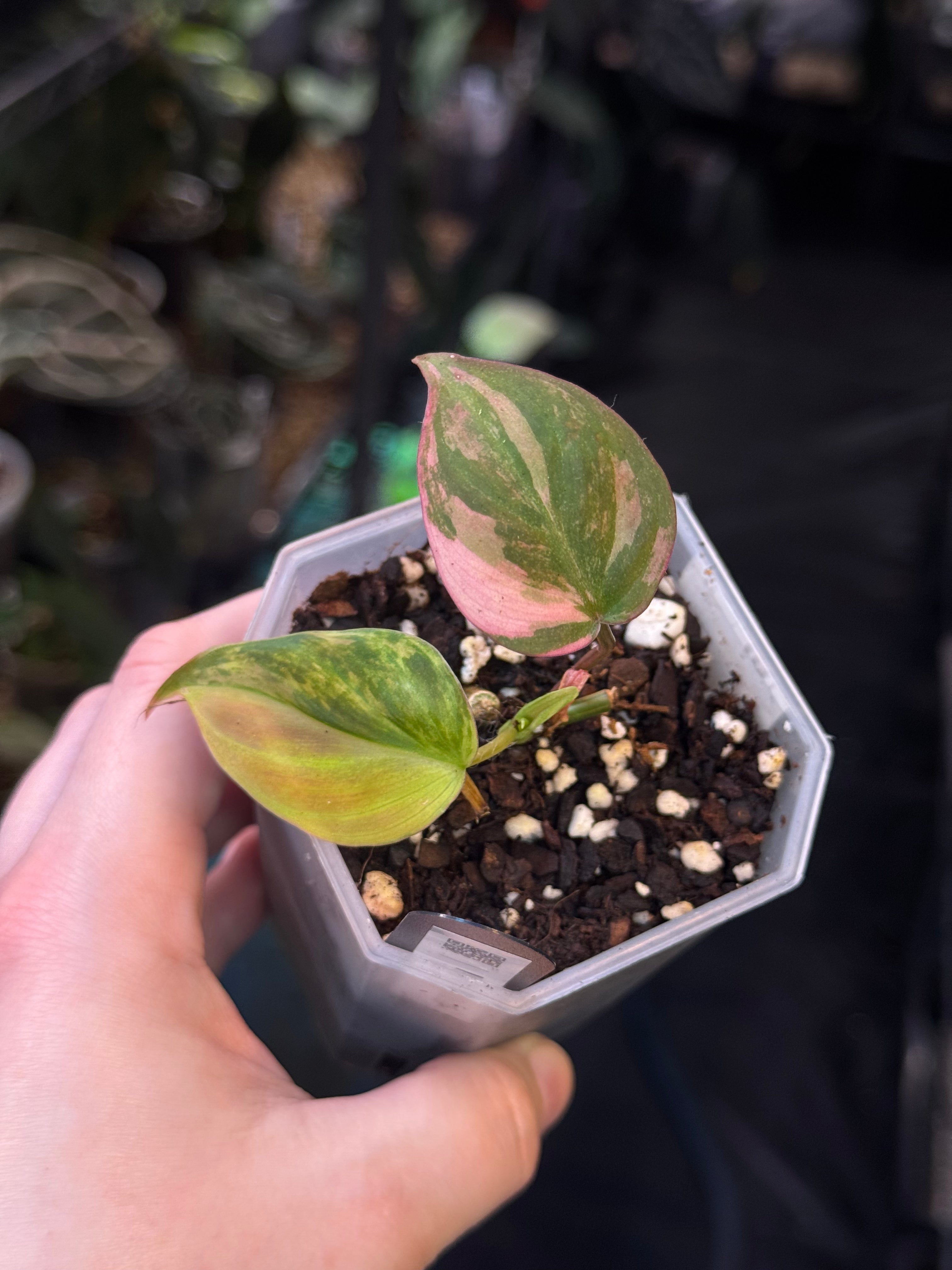 NFS: Philodendron Micans variegata pink - SMUKHI