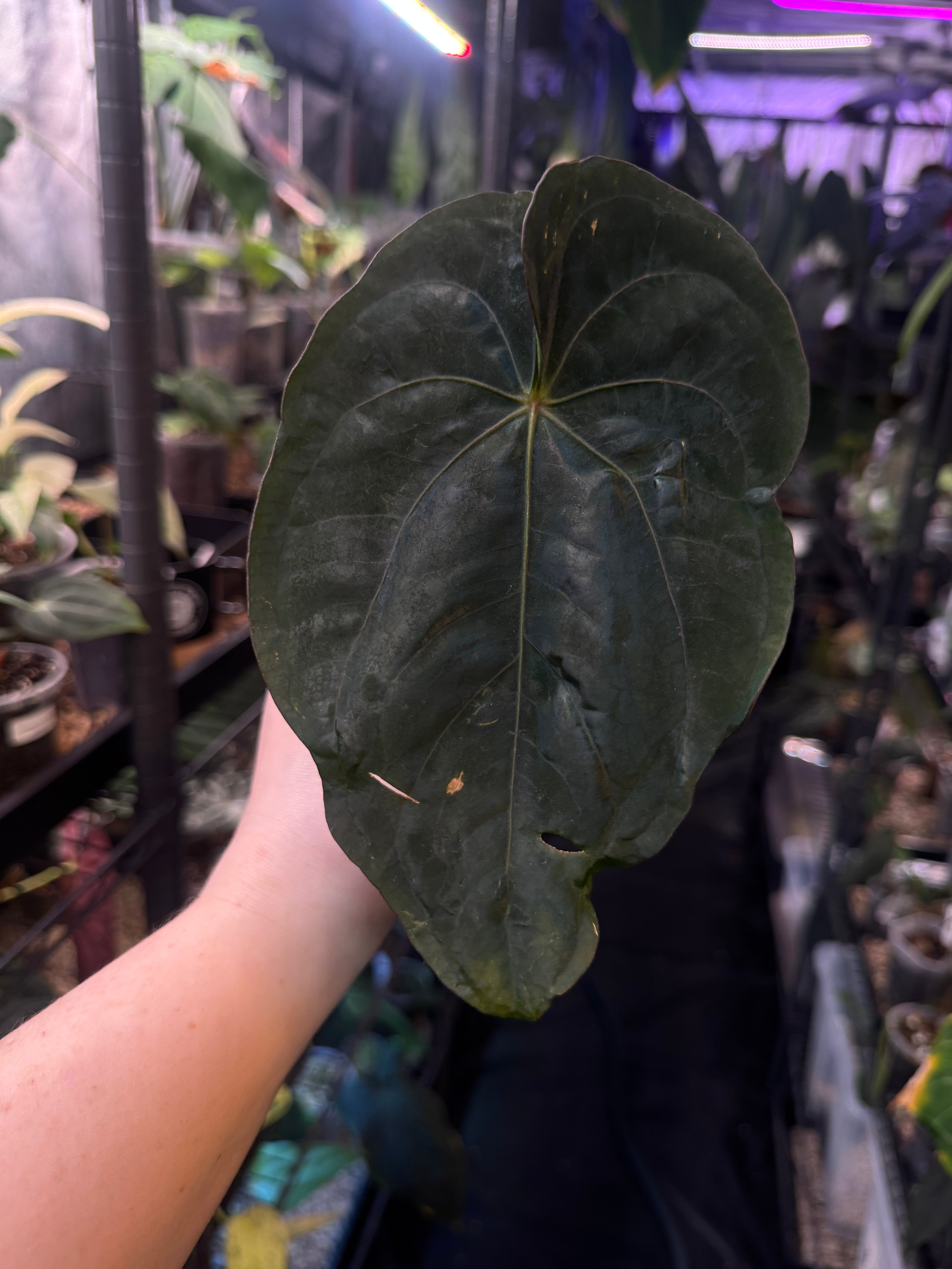 NFS: Anthurium Dressleri RG #2 clone x ‘Windy’