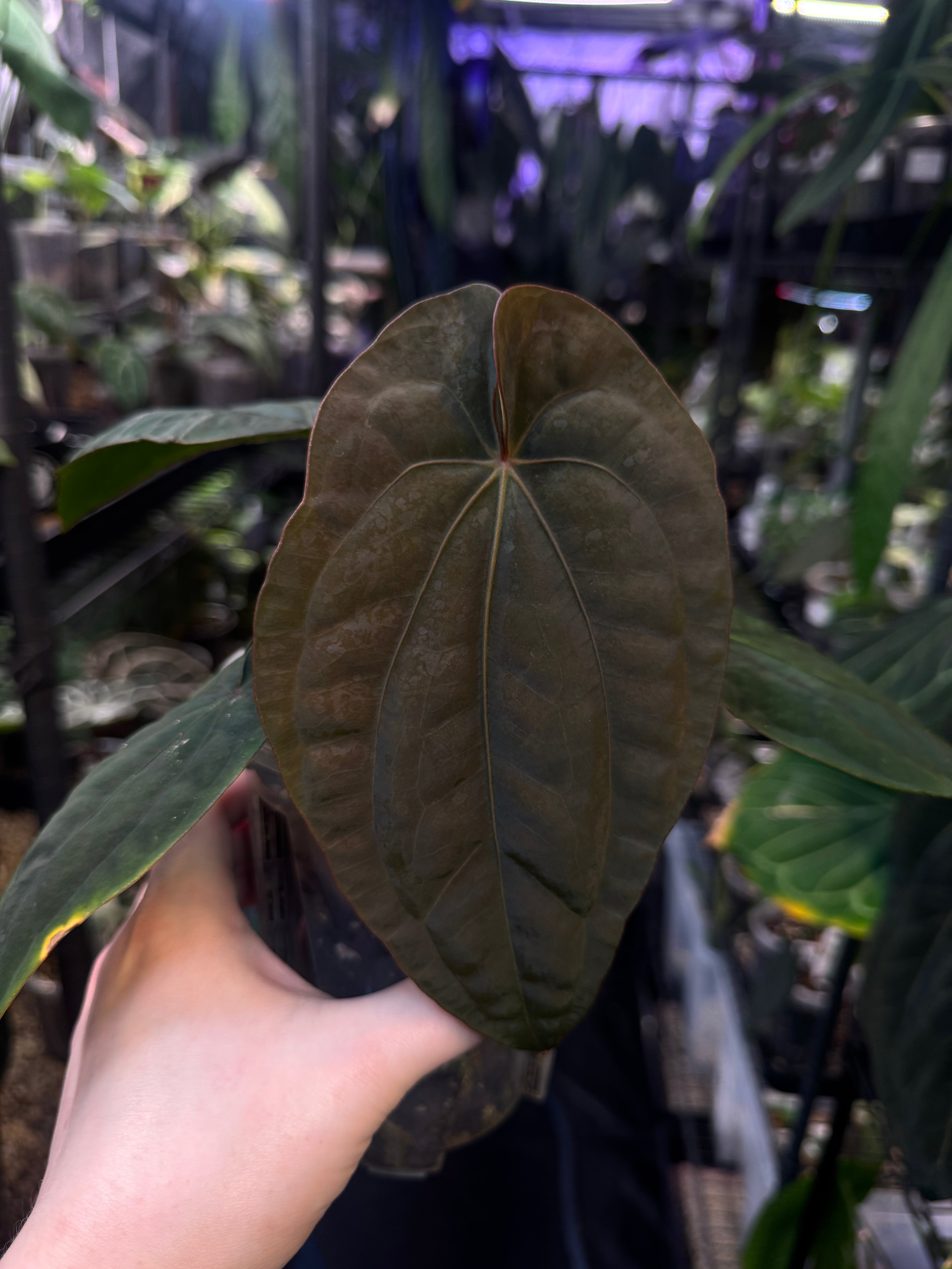 NFS: Anthurium Dressleri RG F2 x ‘Windy’