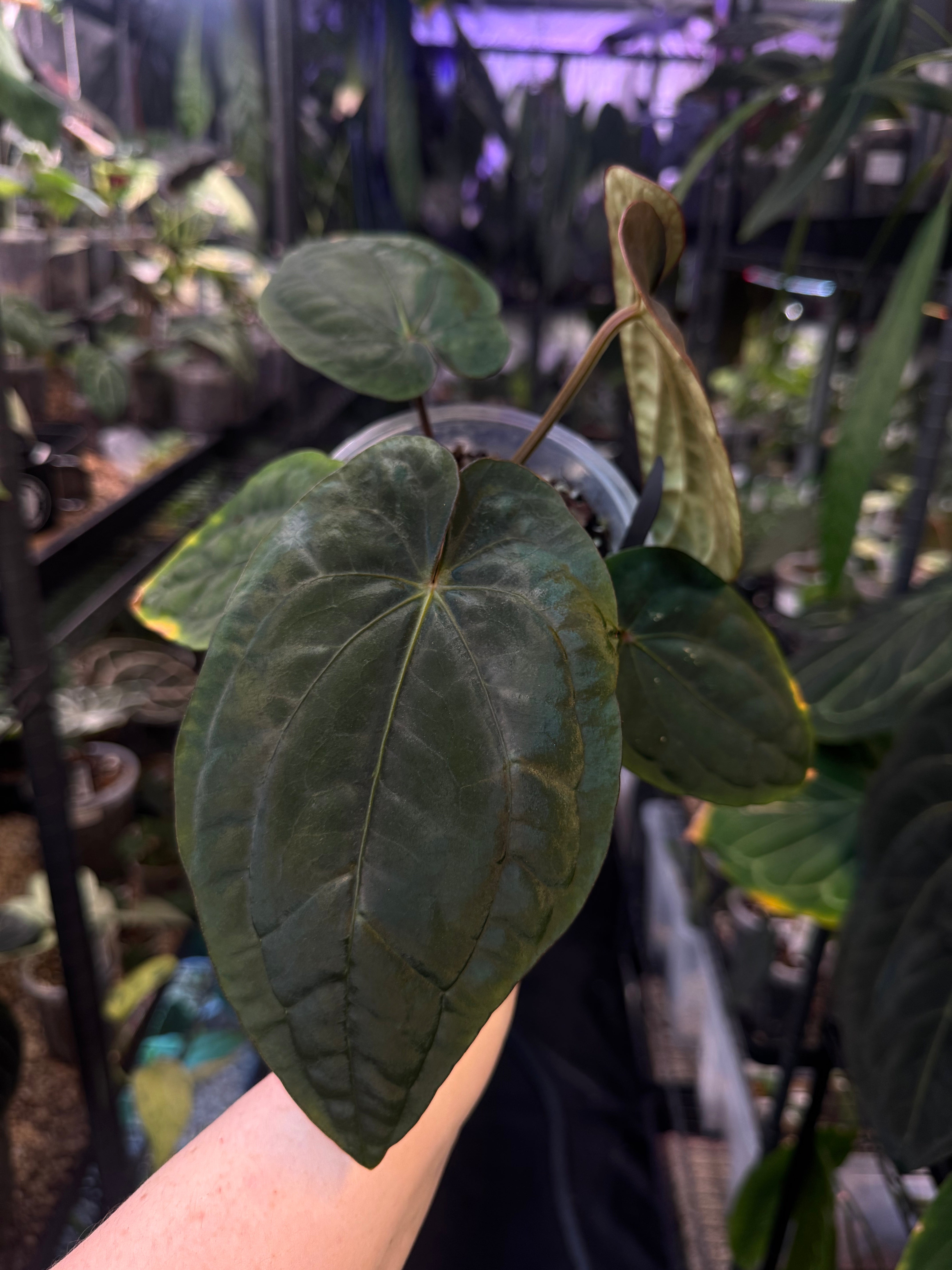 NFS: Anthurium Dressleri RG F2 x ‘Windy’