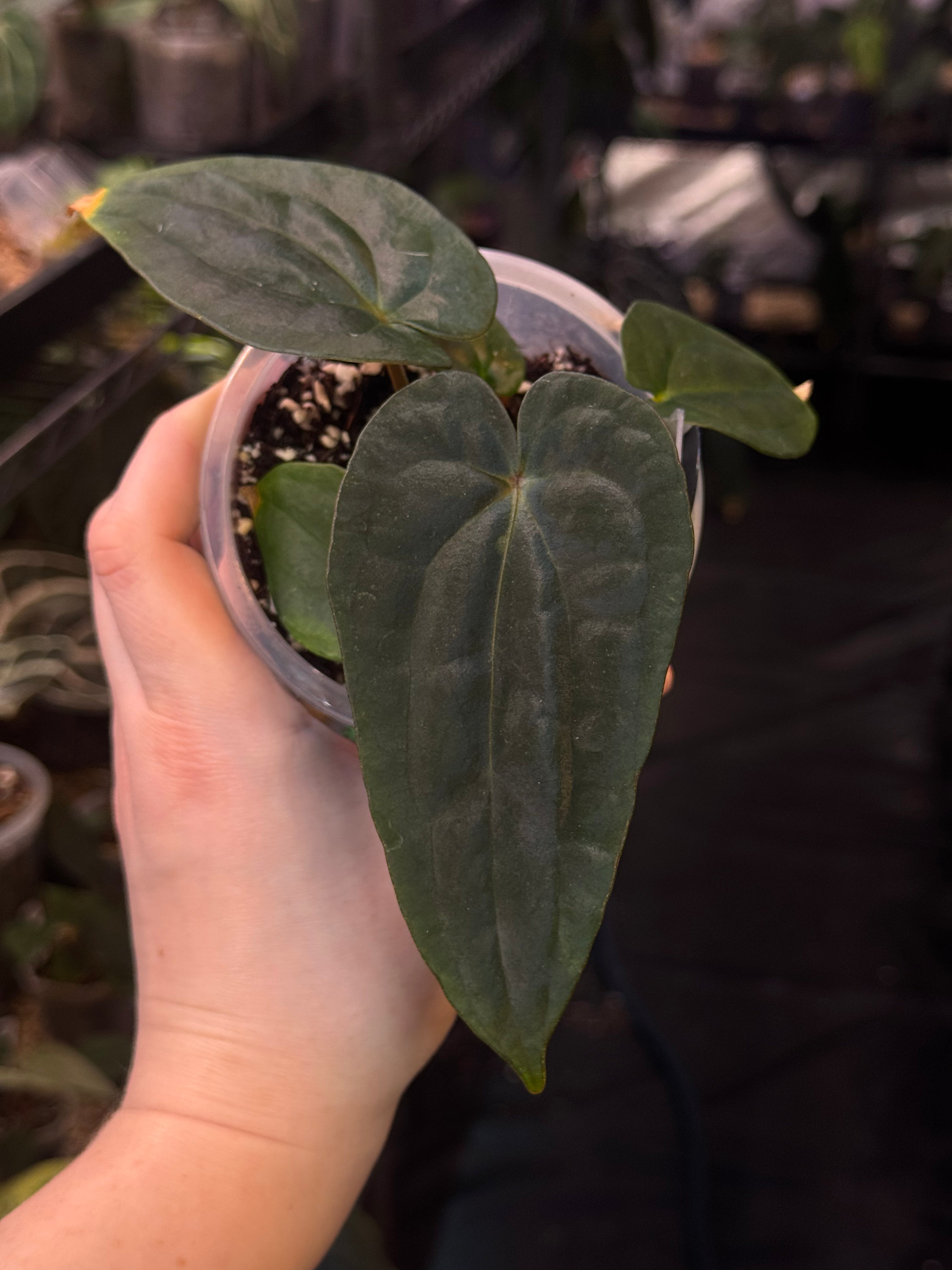 NFS: Anthurium (Dressleri RG F2 Dark x Carlablackiae ’Amanda’) x Dressleri NSE ‘Obsidian’