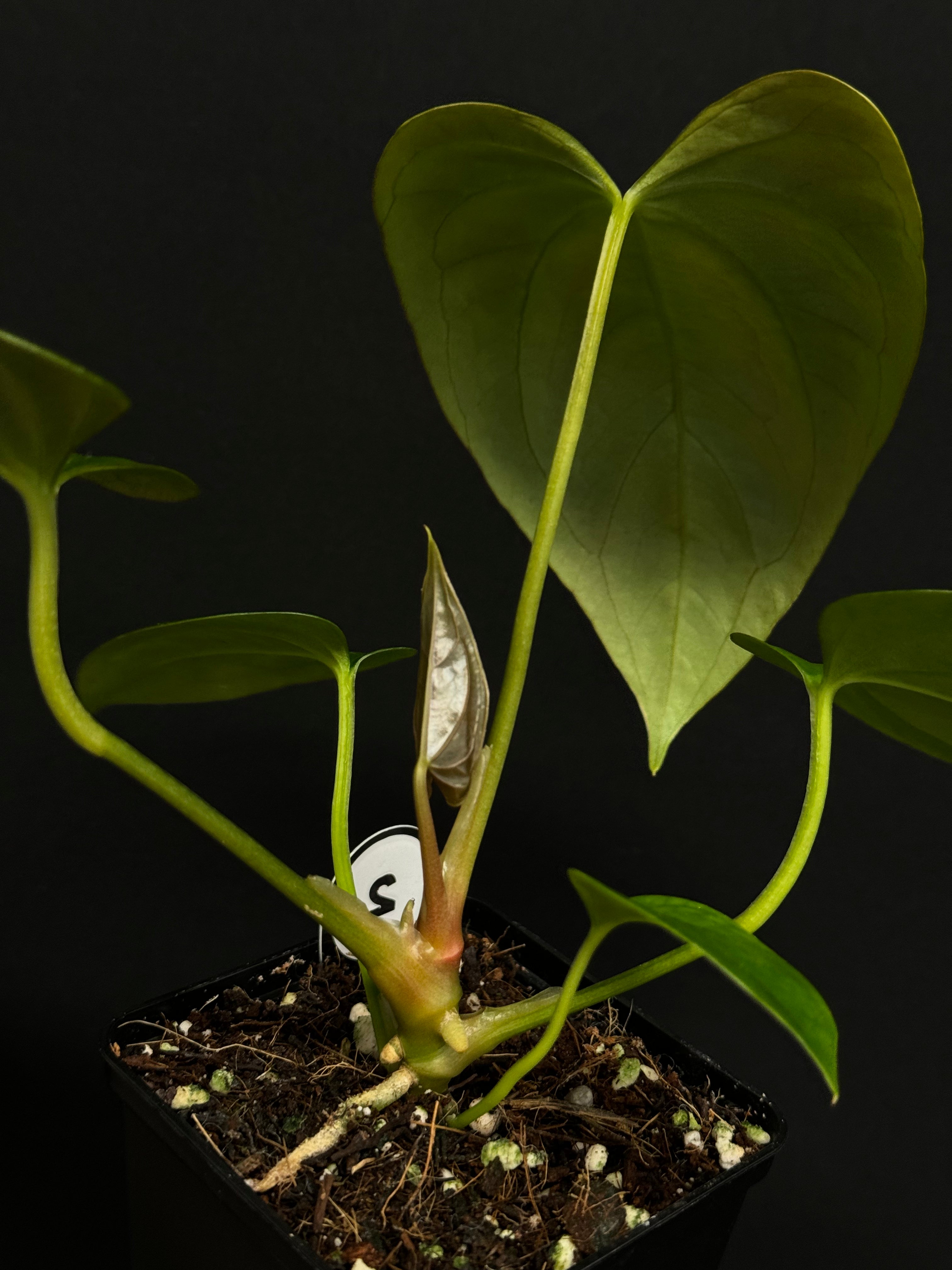 Anthurium (Subsignatum x Papillilaminum 'Marie') x FSxRL