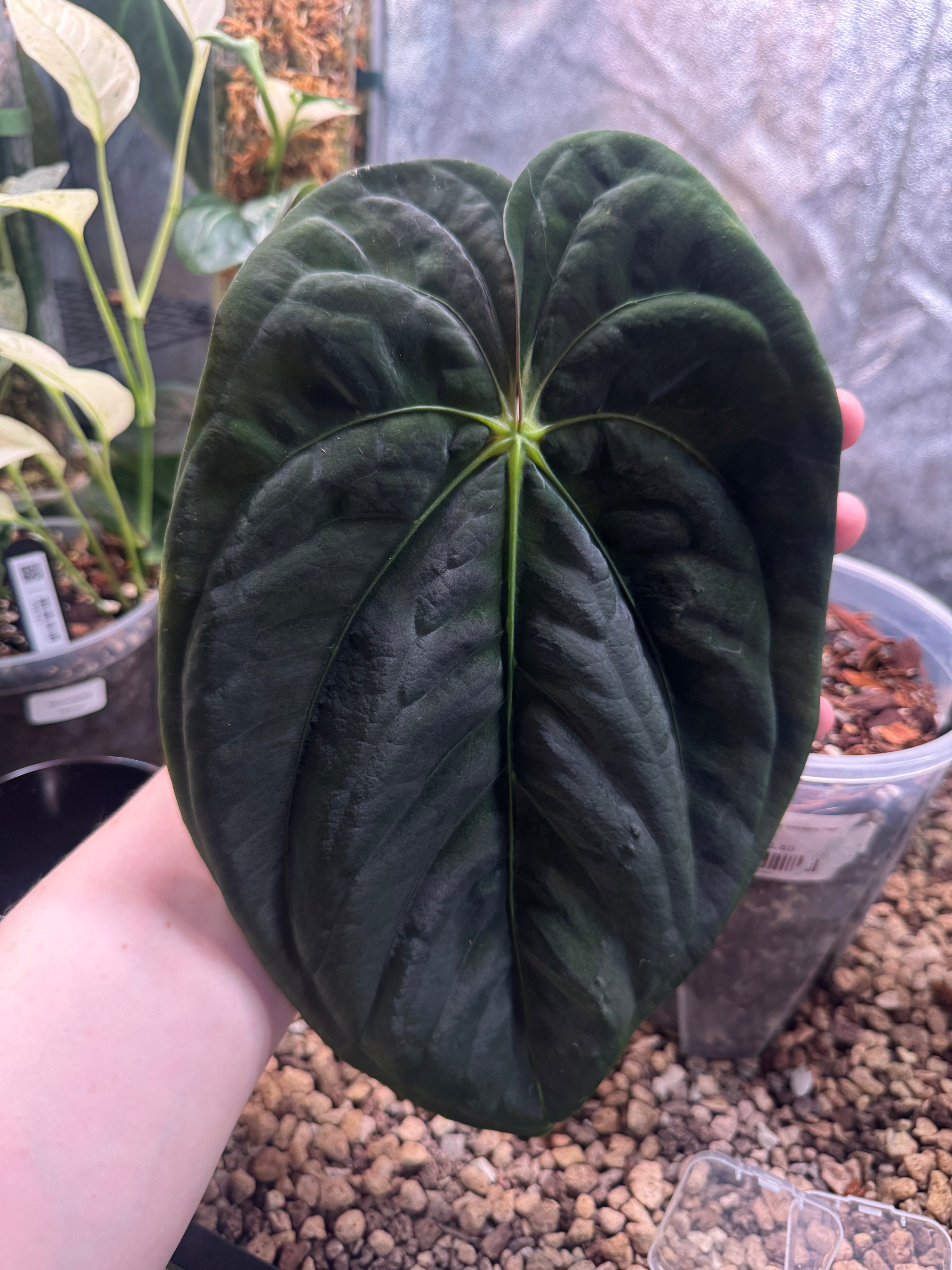 NFS: Anthurium Papillilaminum RA5 x 'Swamp Bunny'